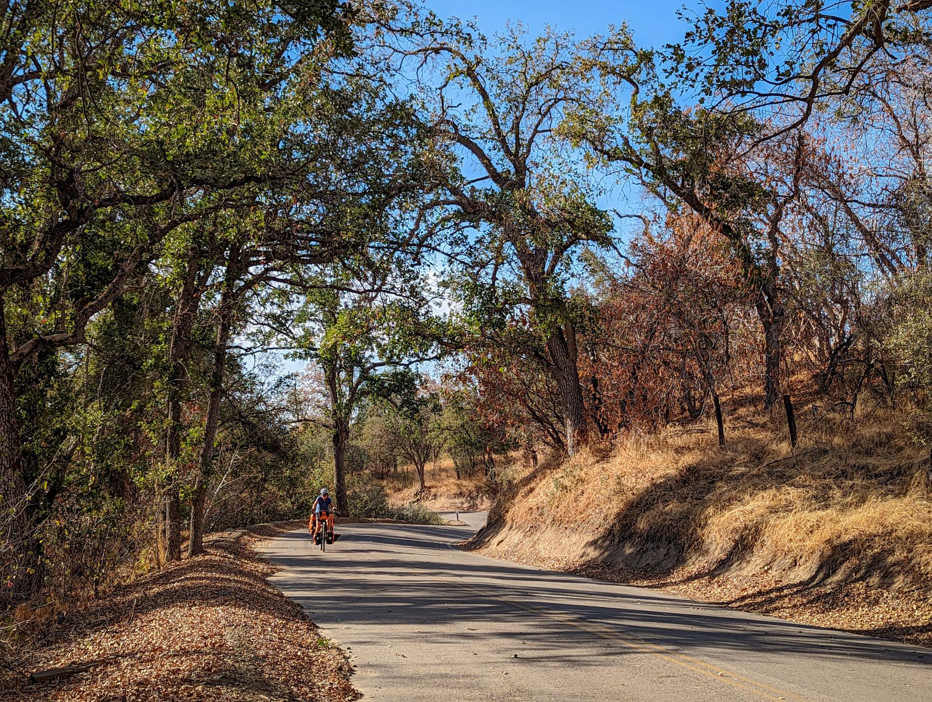 Cyclist on a shaded road lined with large trees and dry hills in sunlight.