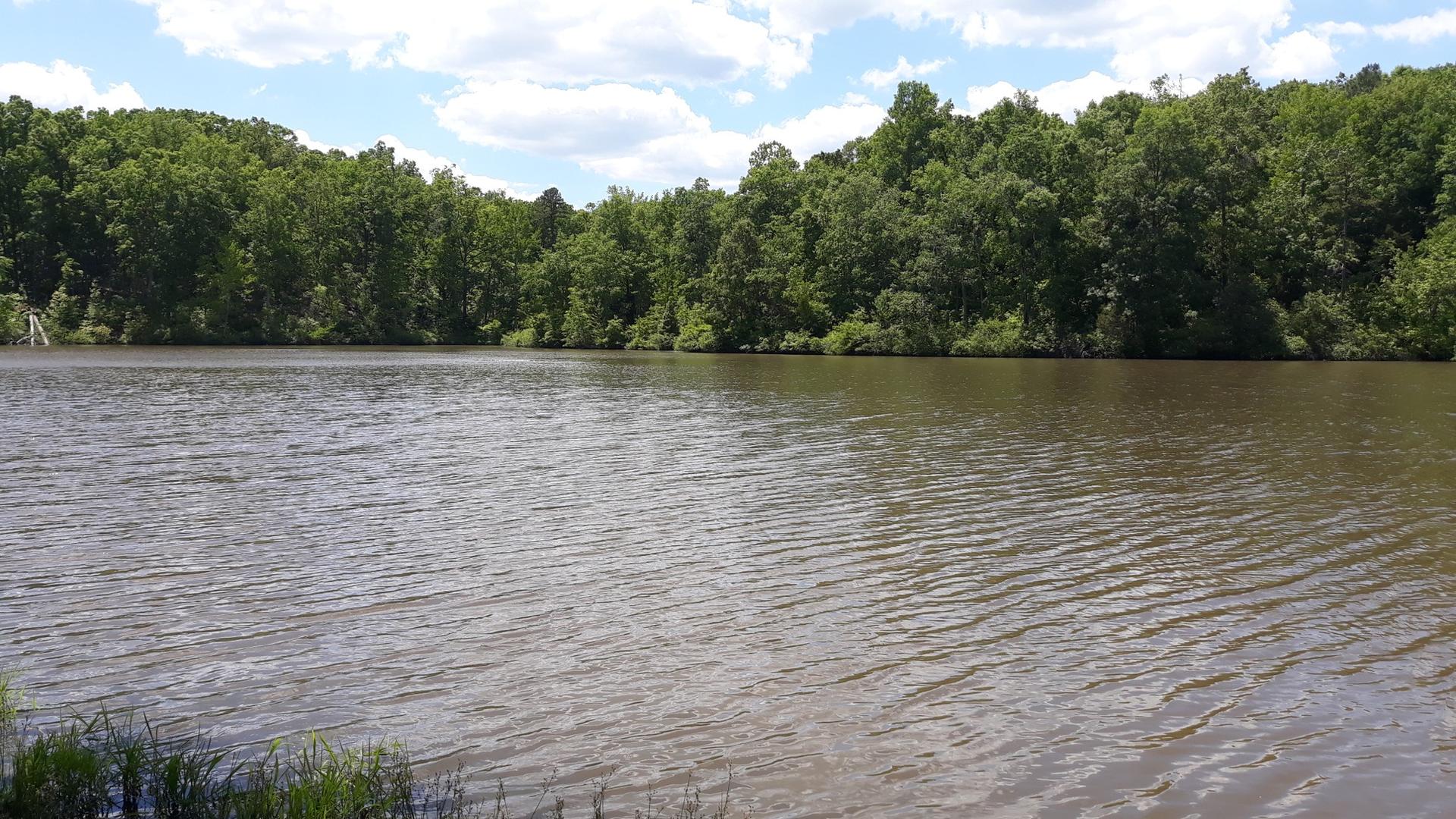 Rippling lake water with dense green forest under a bright, cloudy sky.