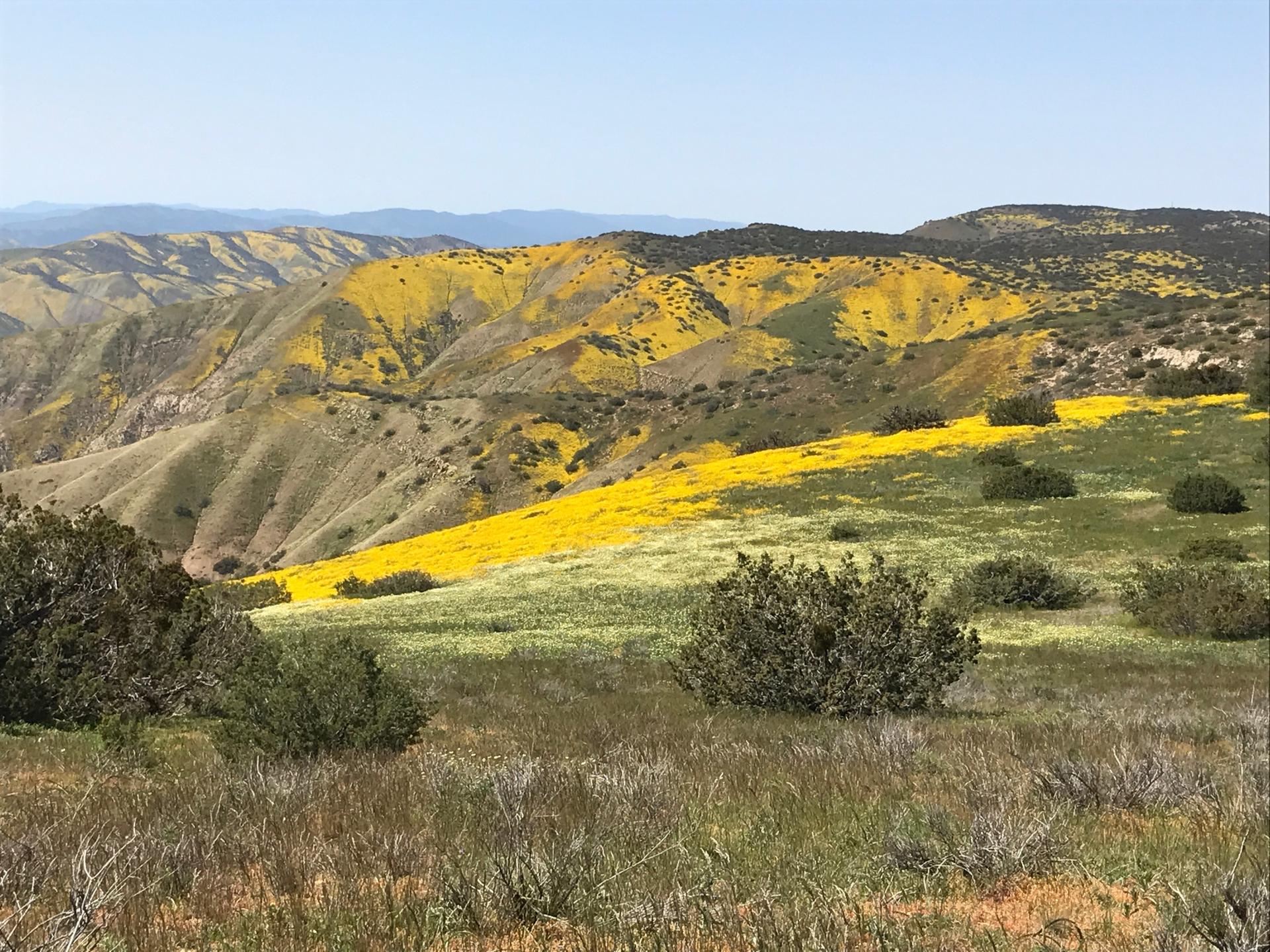 Sunny landscape with rolling hills blanketed in vibrant yellow and green wildflowers.