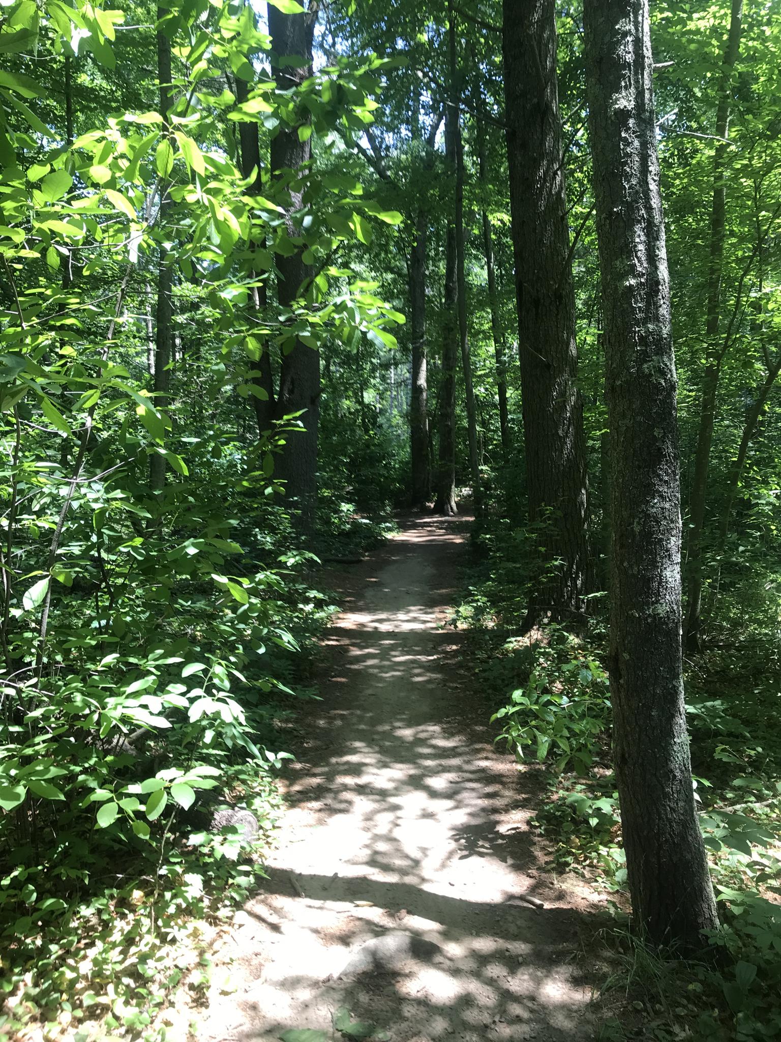 A sun-dappled dirt path leads through a green, sunlit forest.