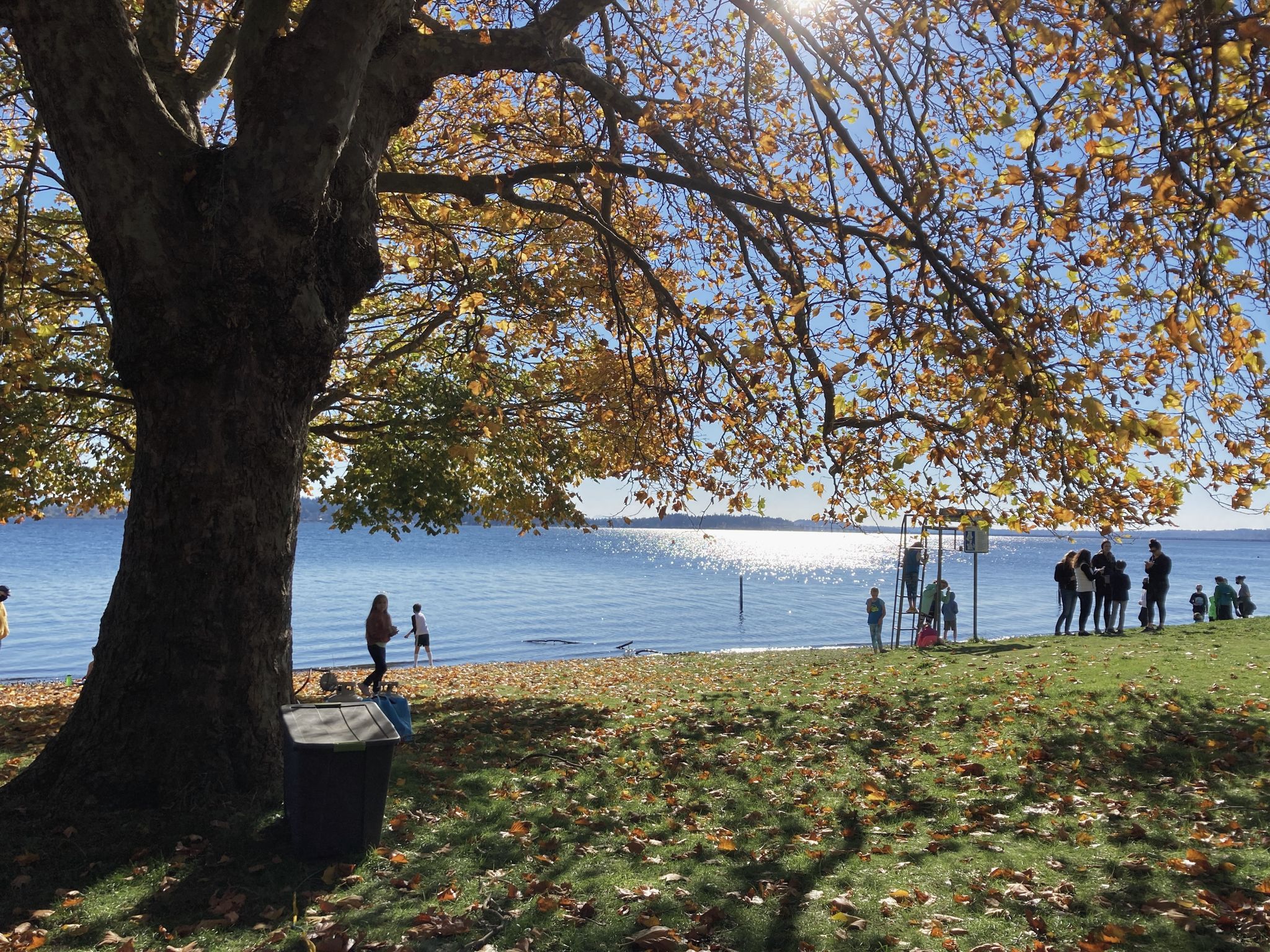 People gathered by a sunny lake under a large tree with autumn leaves. - North, Beach, and Seminary Trail Loop