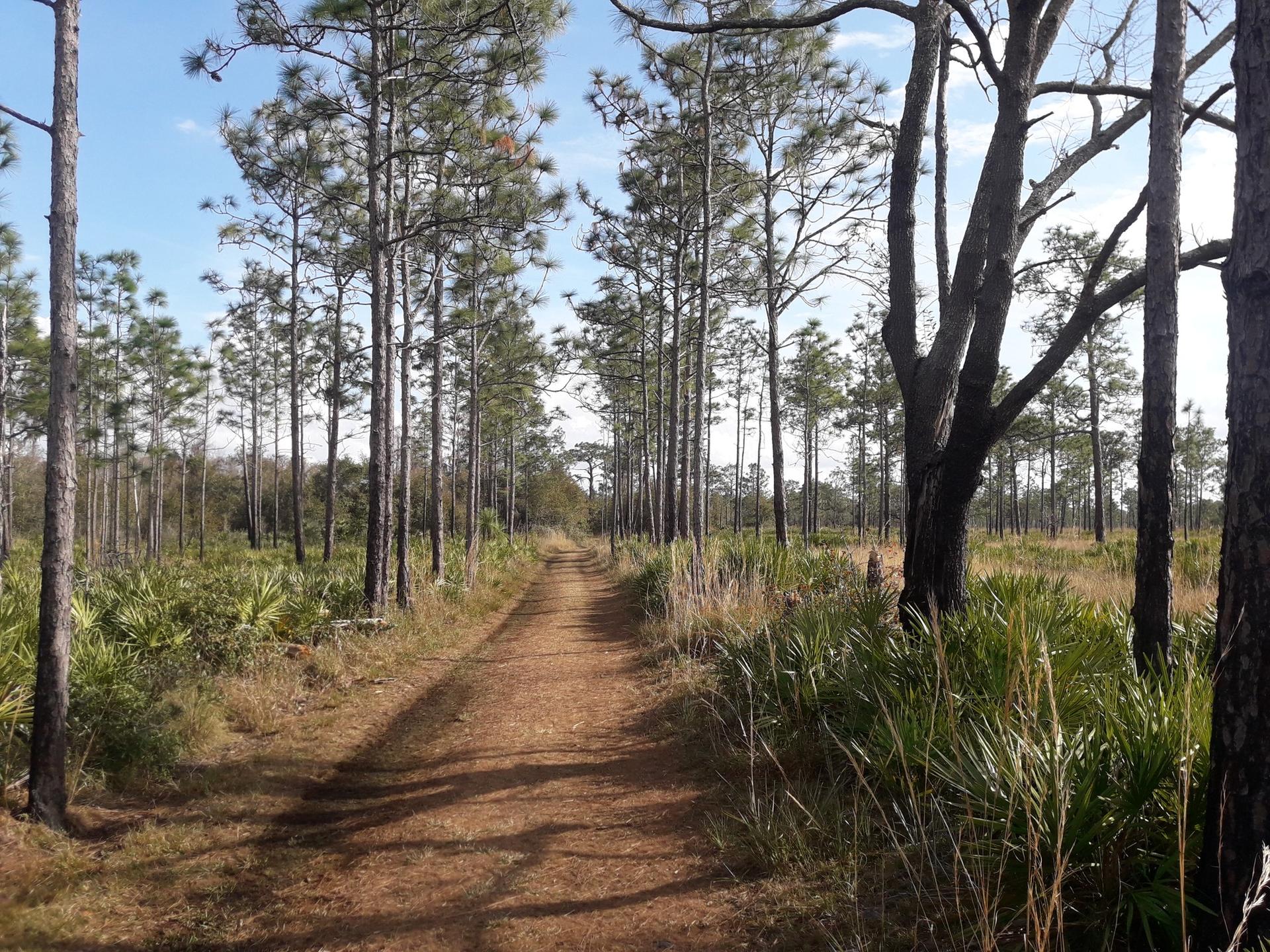 A straight dirt path through a sunlit pine forest with tall trees.