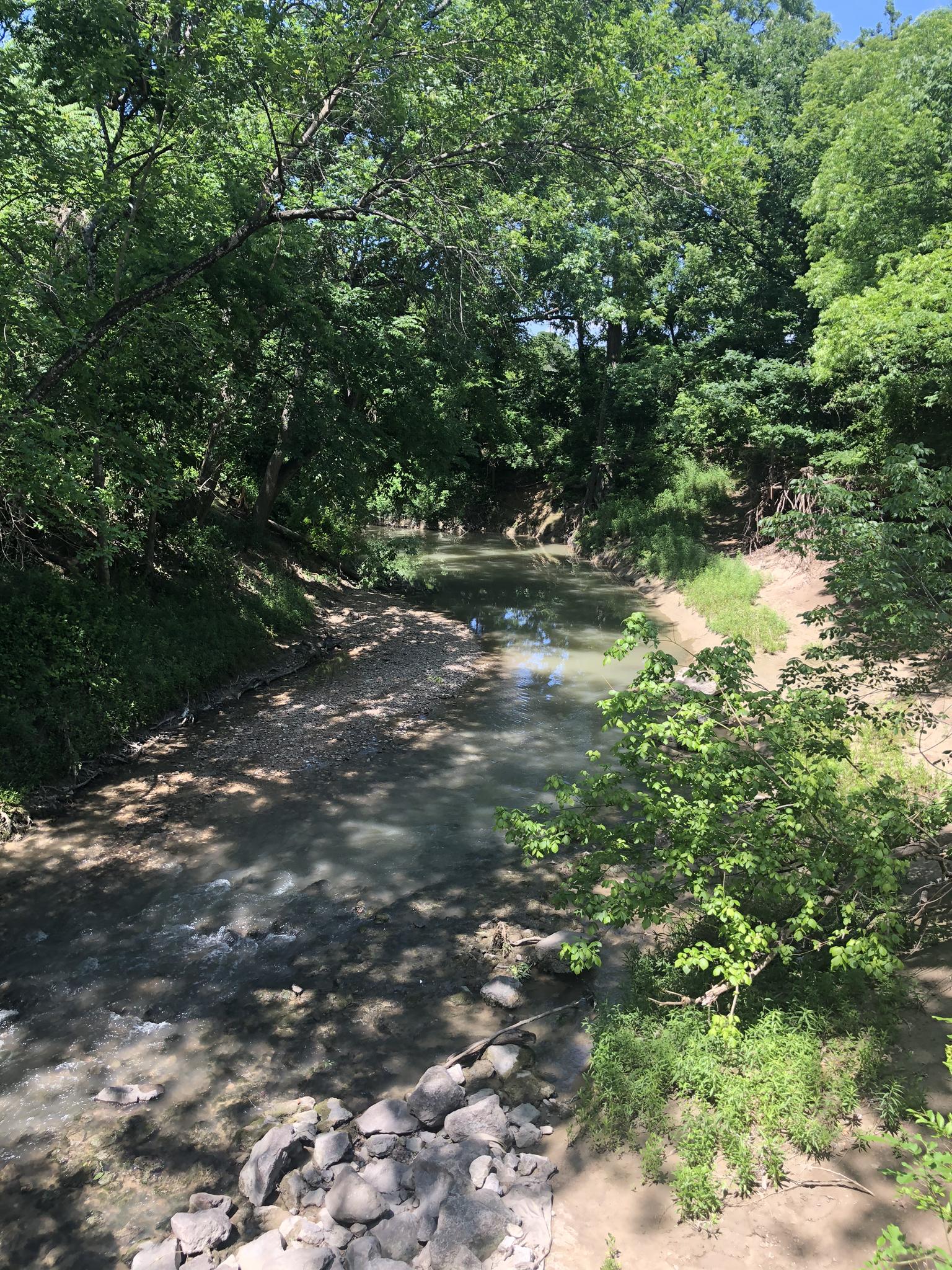A shallow, rocky stream flows through a dense, sunlit forest.