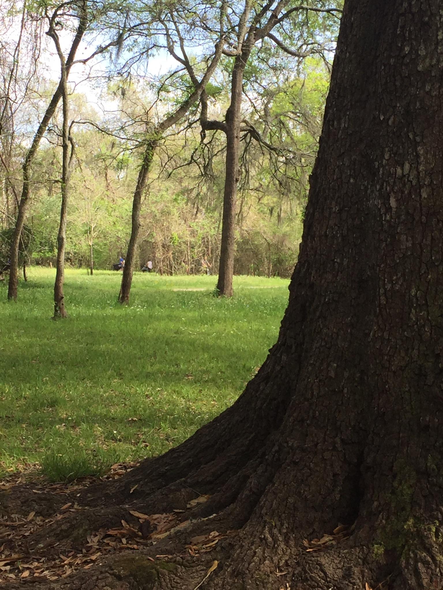 Close-up of a tree trunk with roots, overlooking a sunny grassy field.