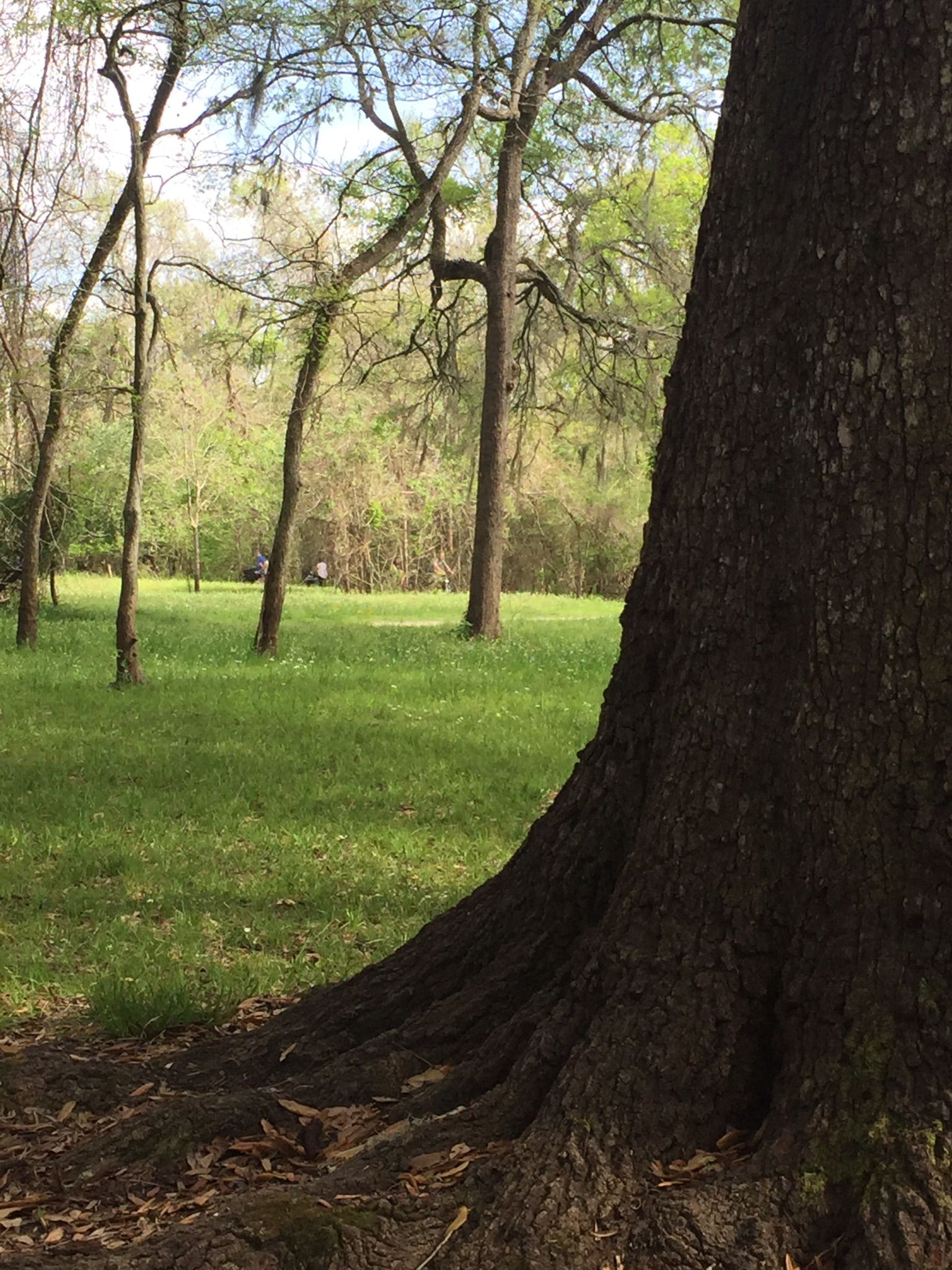 Close-up of a tree trunk with roots, overlooking a sunny grassy field. - Sawmill, Riverview, and Bayou Trail Loop
