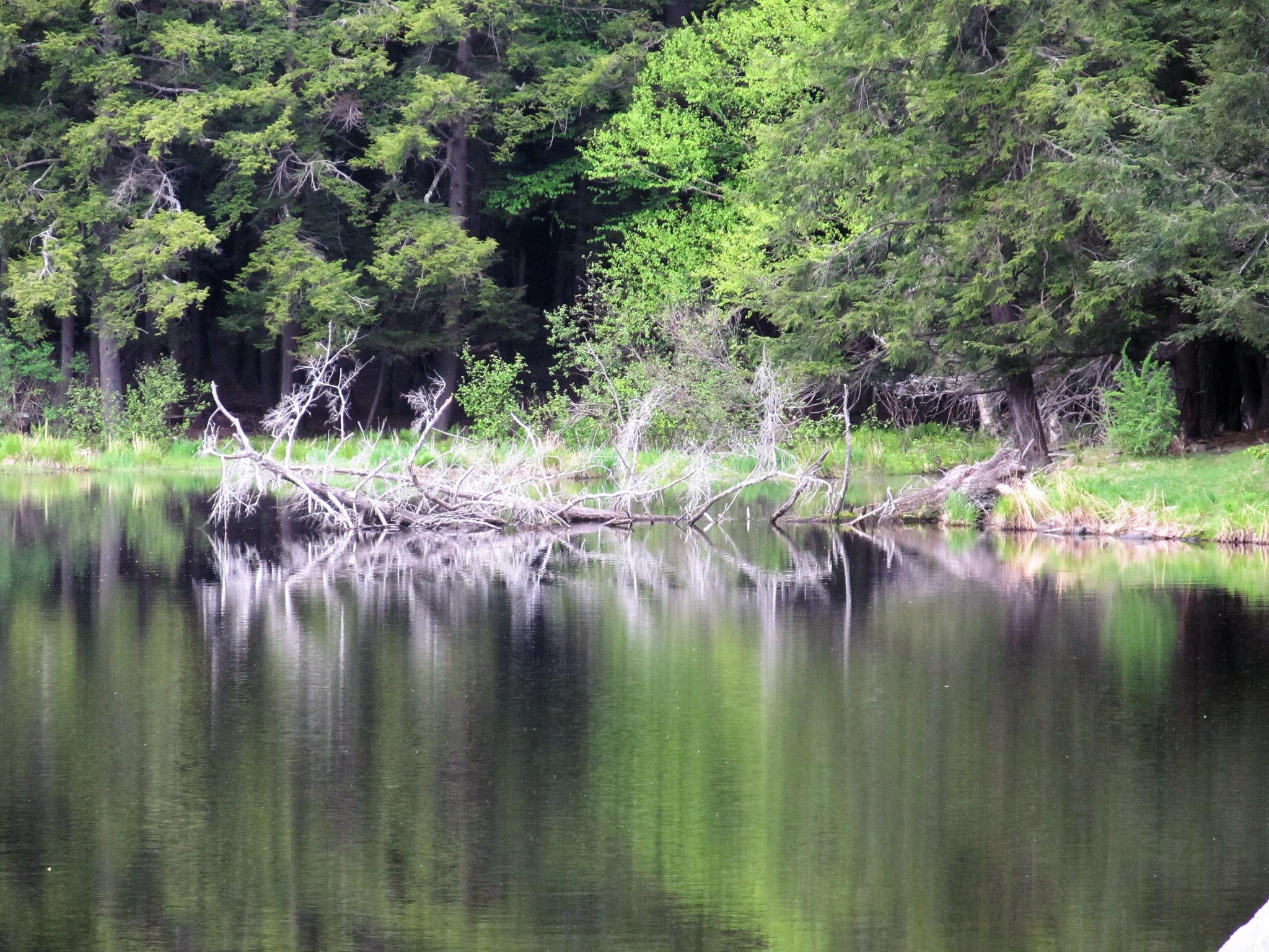 Still lake reflecting green trees and fallen branches on a calm day.