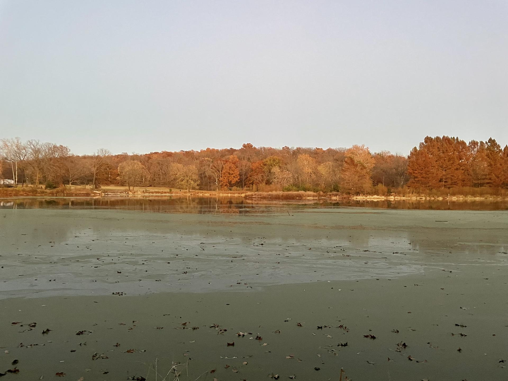 Murky water reflects autumn trees under a soft, bright sky.