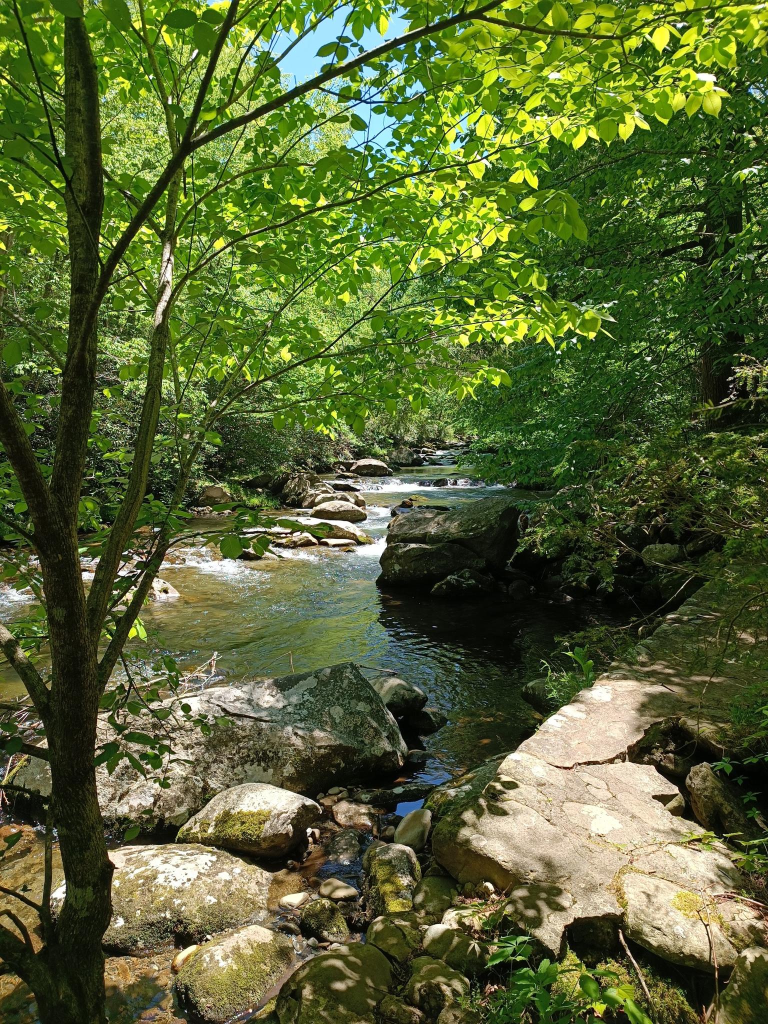 Sunny river scene with lush green trees and large mossy rocks in clear water.