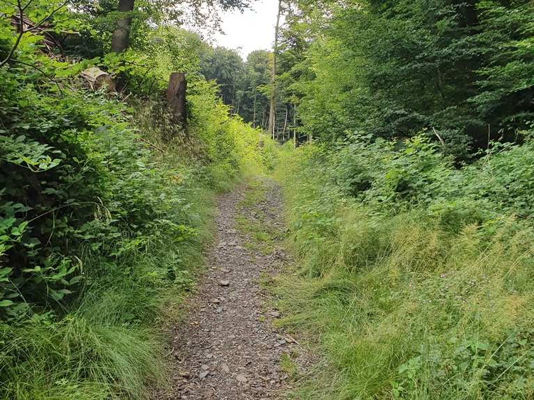 Große Nister MountainbikeTouren und Trails komoot
