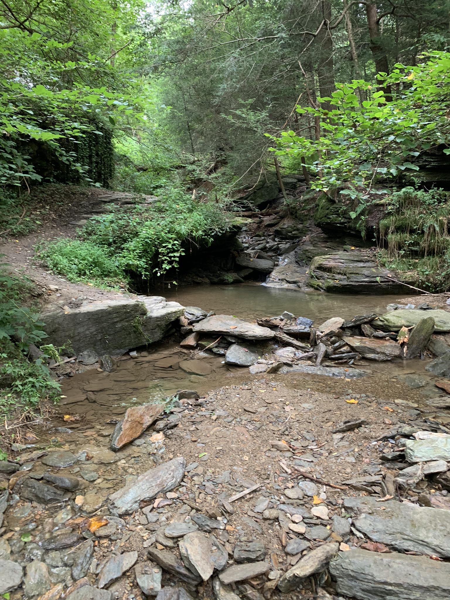 A small stream flows over rocks in a green, shaded forest.