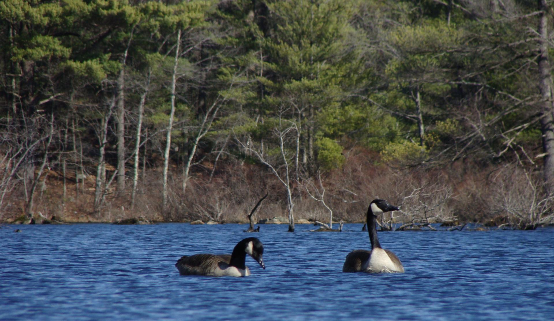 Two geese swim on blue water with a forested background.