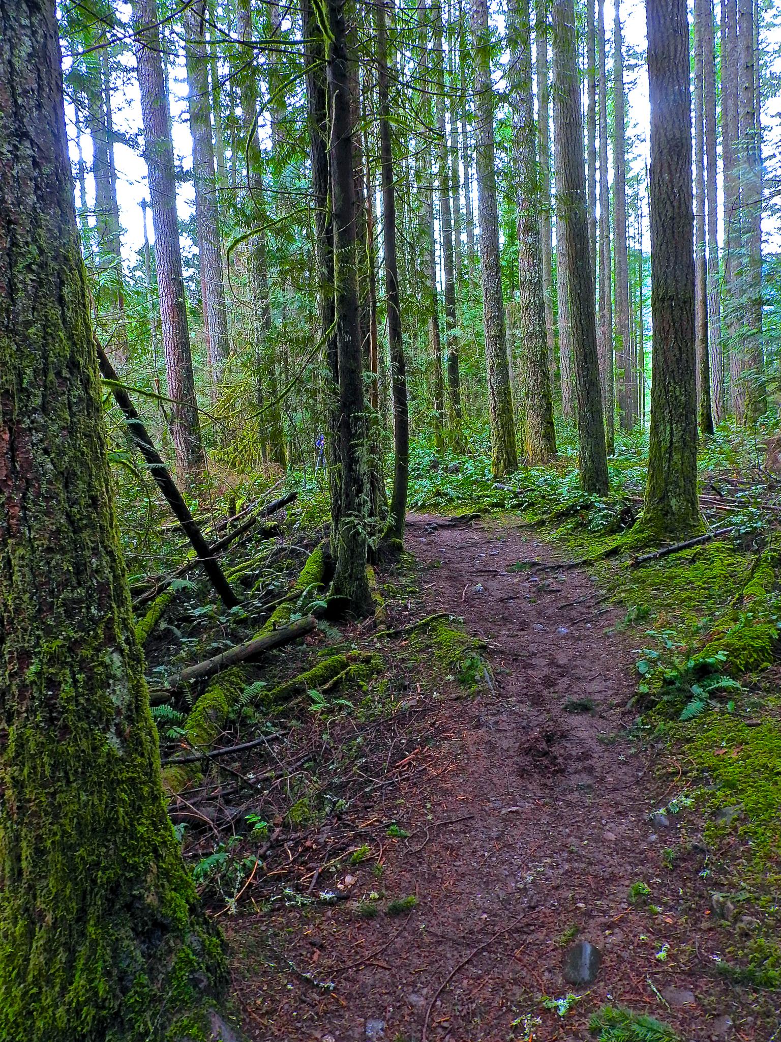 Mossy forest path winding through tall trees with green undergrowth.