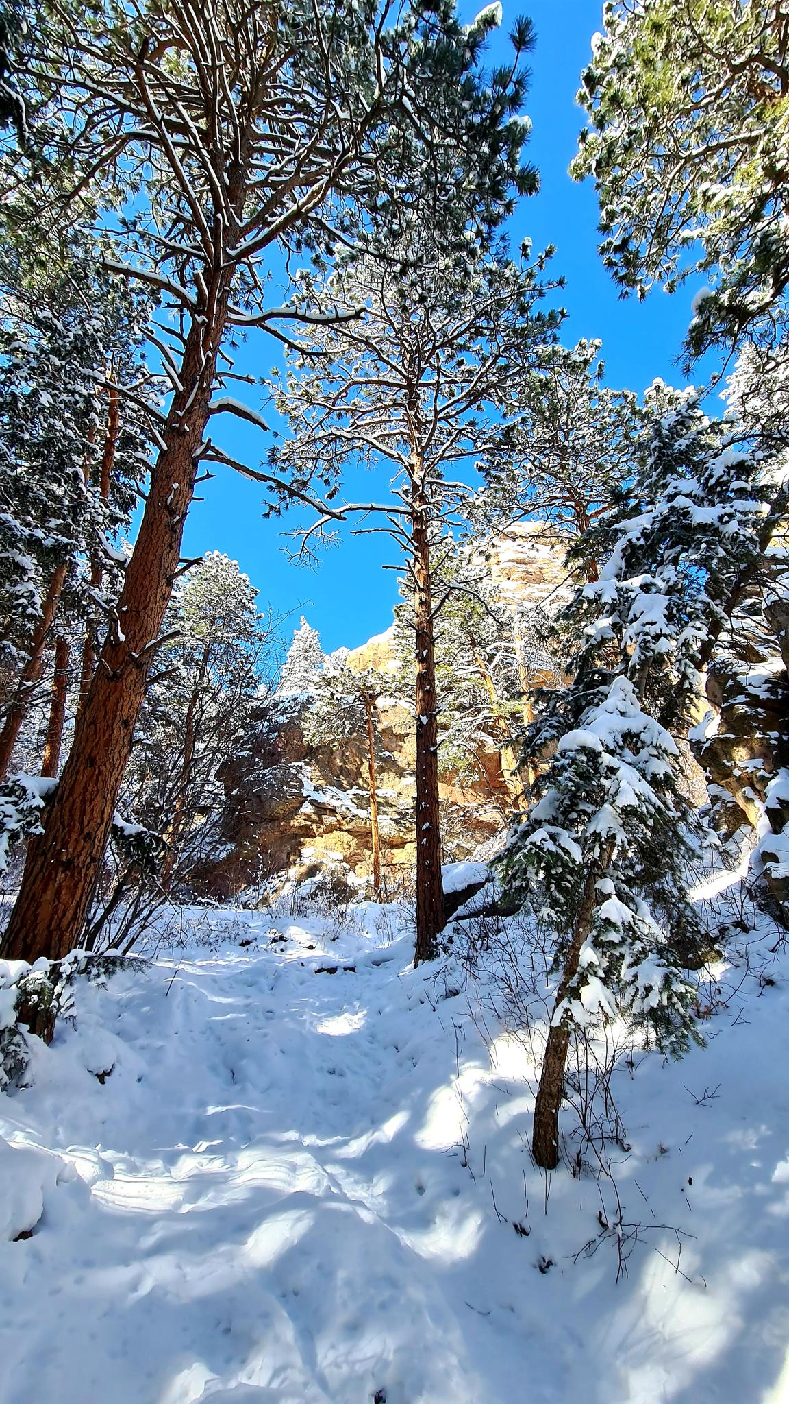 Bright sun illuminates a snow-covered forest path with tall pine trees.