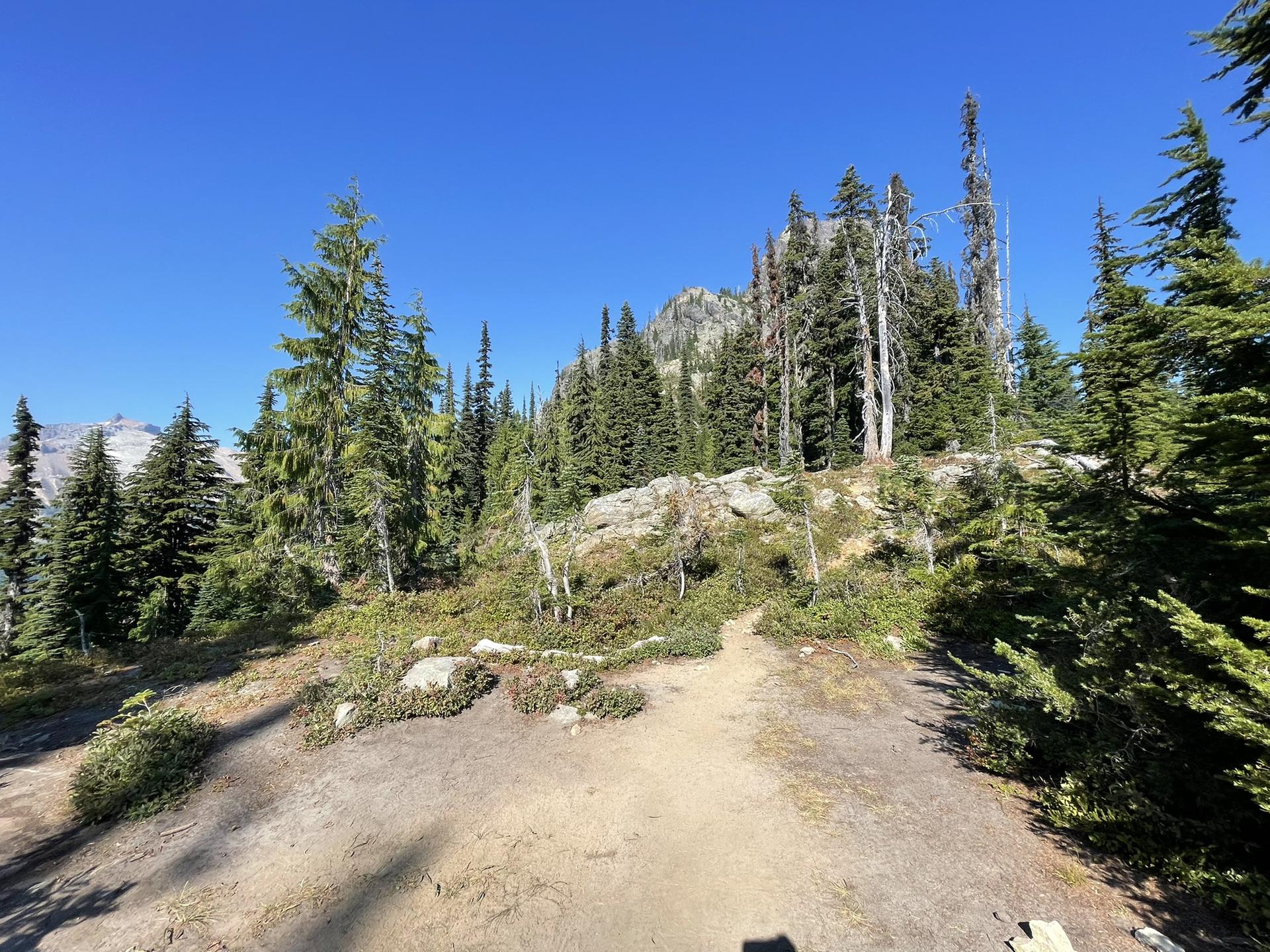 A sunlit dirt trail ascends through a dense evergreen forest under a clear sky.