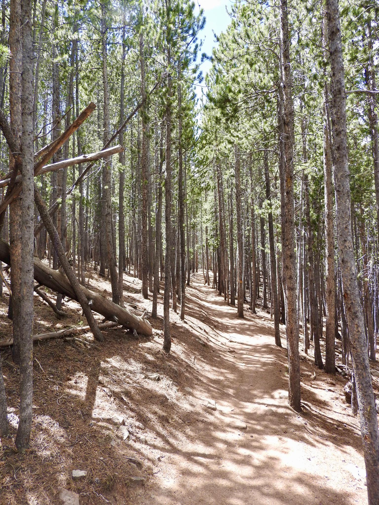 A sunlit dirt path winds through a dense forest of tall pine trees.