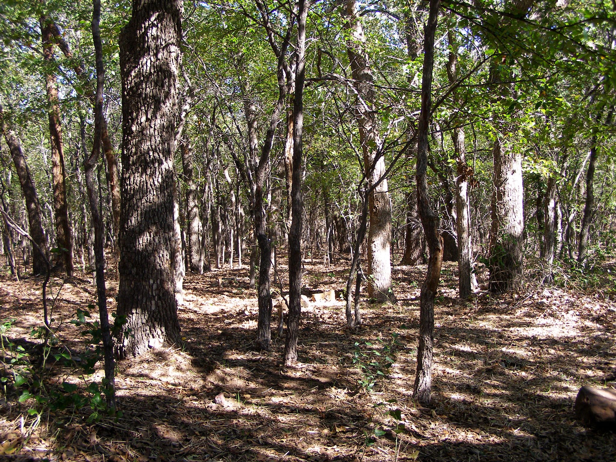 Dappled sunlight illuminates the dense, green undergrowth of a forest. - DORBA Green Loop