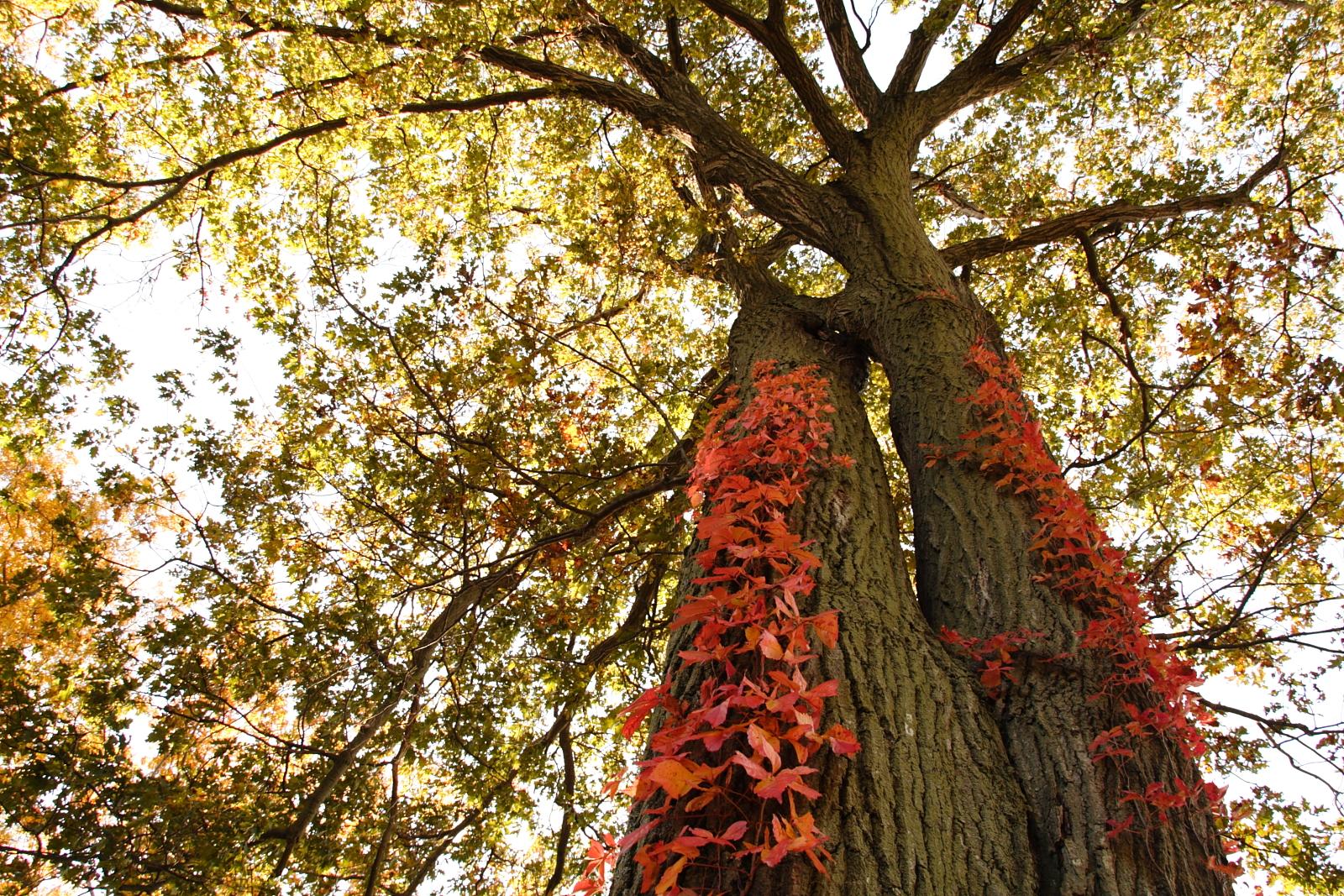 Large tree trunks covered in vibrant red vines, with golden autumn leaves above.