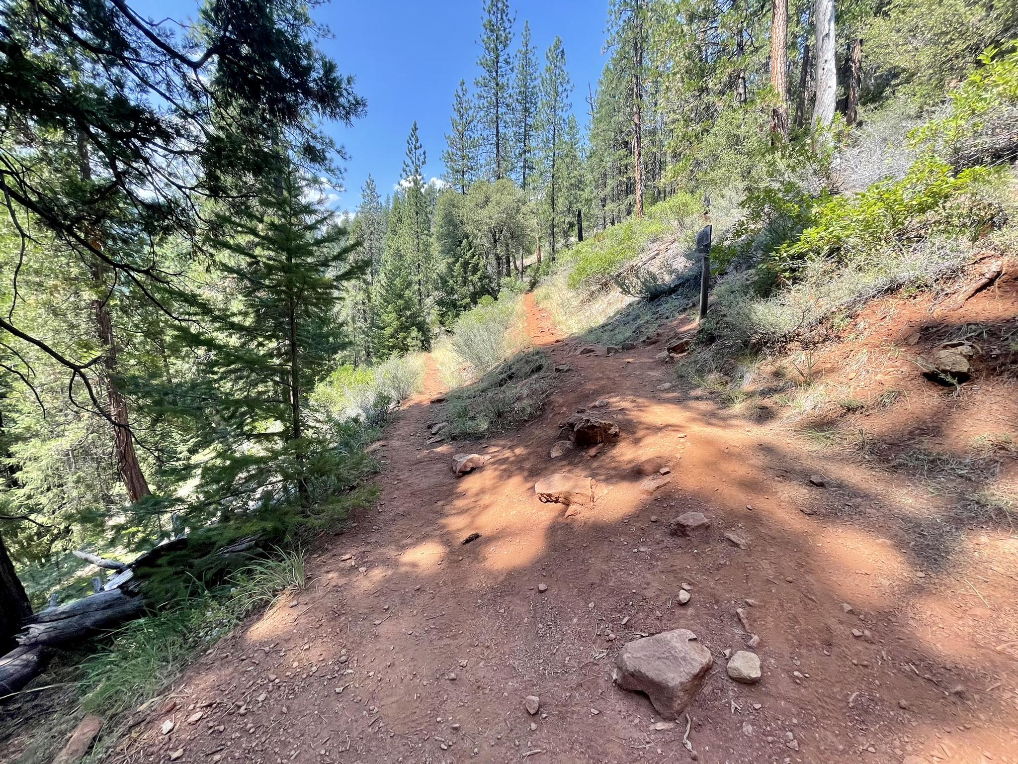 A winding dirt trail ascends a sunny, forested hillside with tall pine trees.