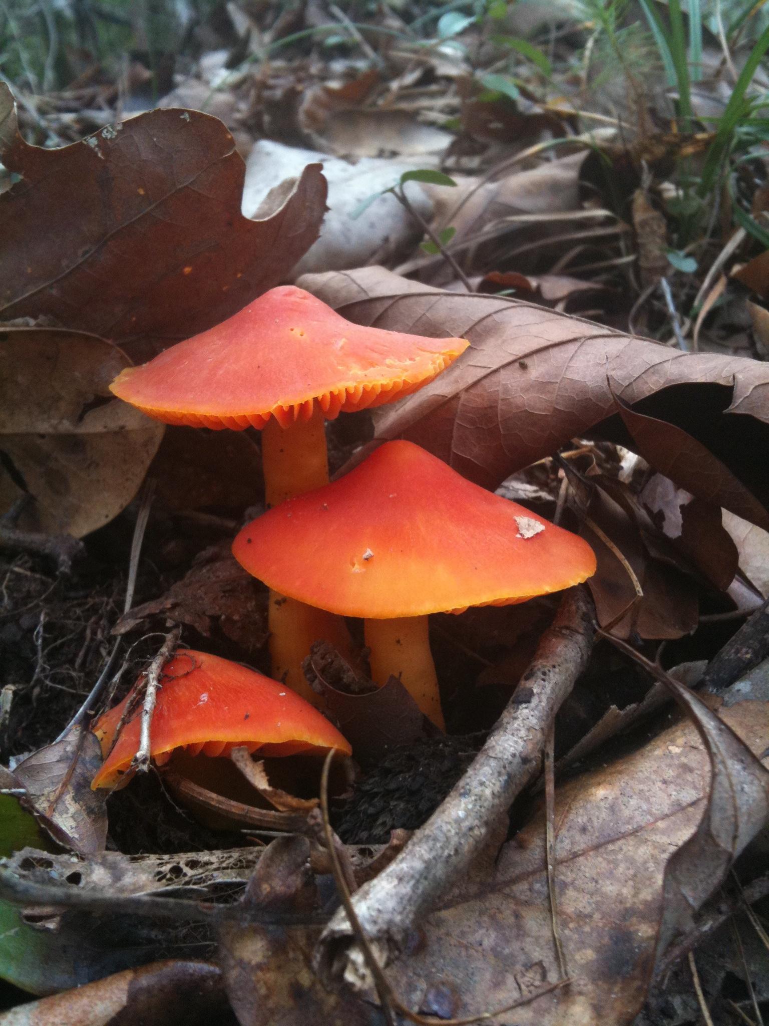 Three bright orange mushrooms sprout from a forest floor covered in brown leaves.