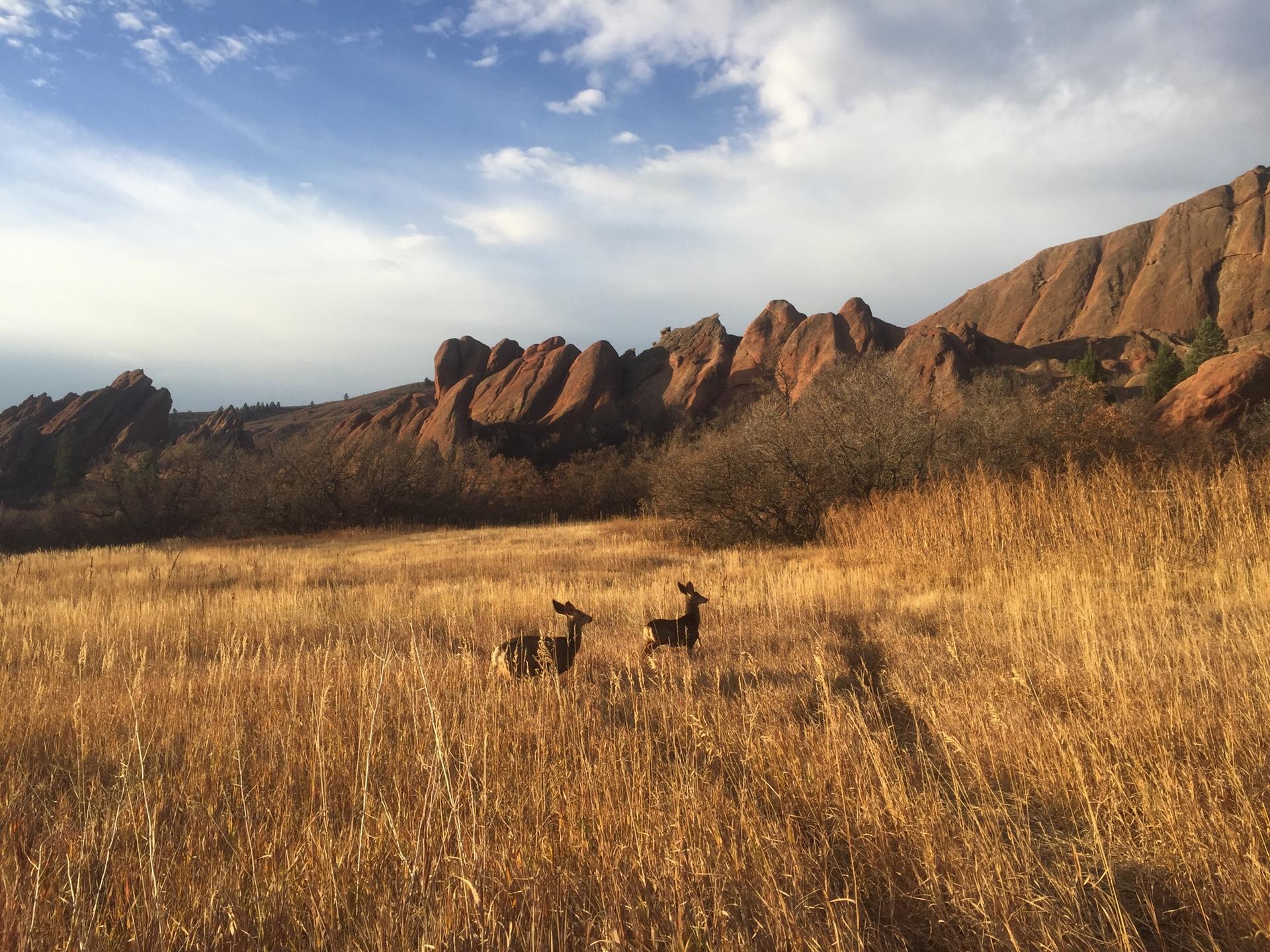 Two deer stand in golden grass with rocky hills under a cloudy sky.