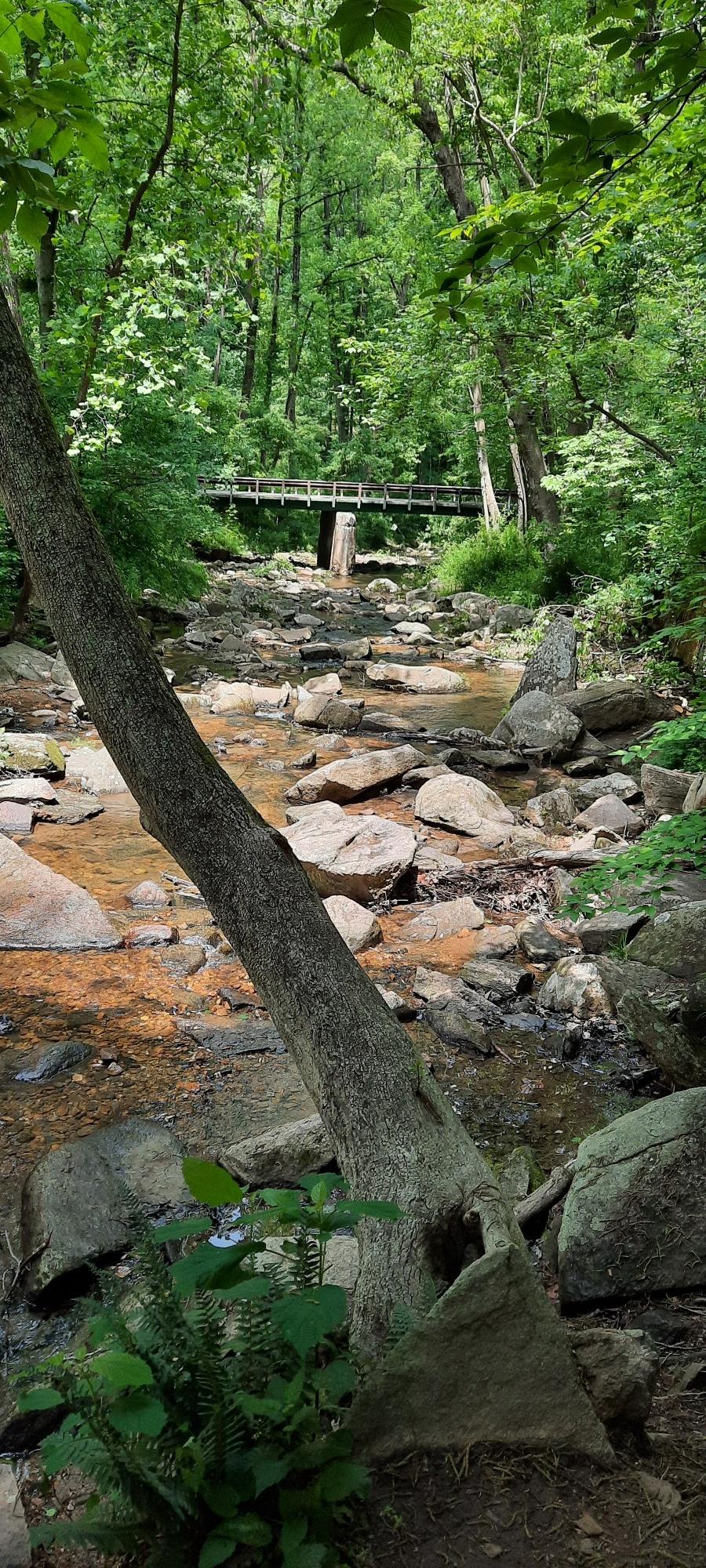 A tree trunk leans over a rocky stream leading to a distant wooden bridge in a forest.