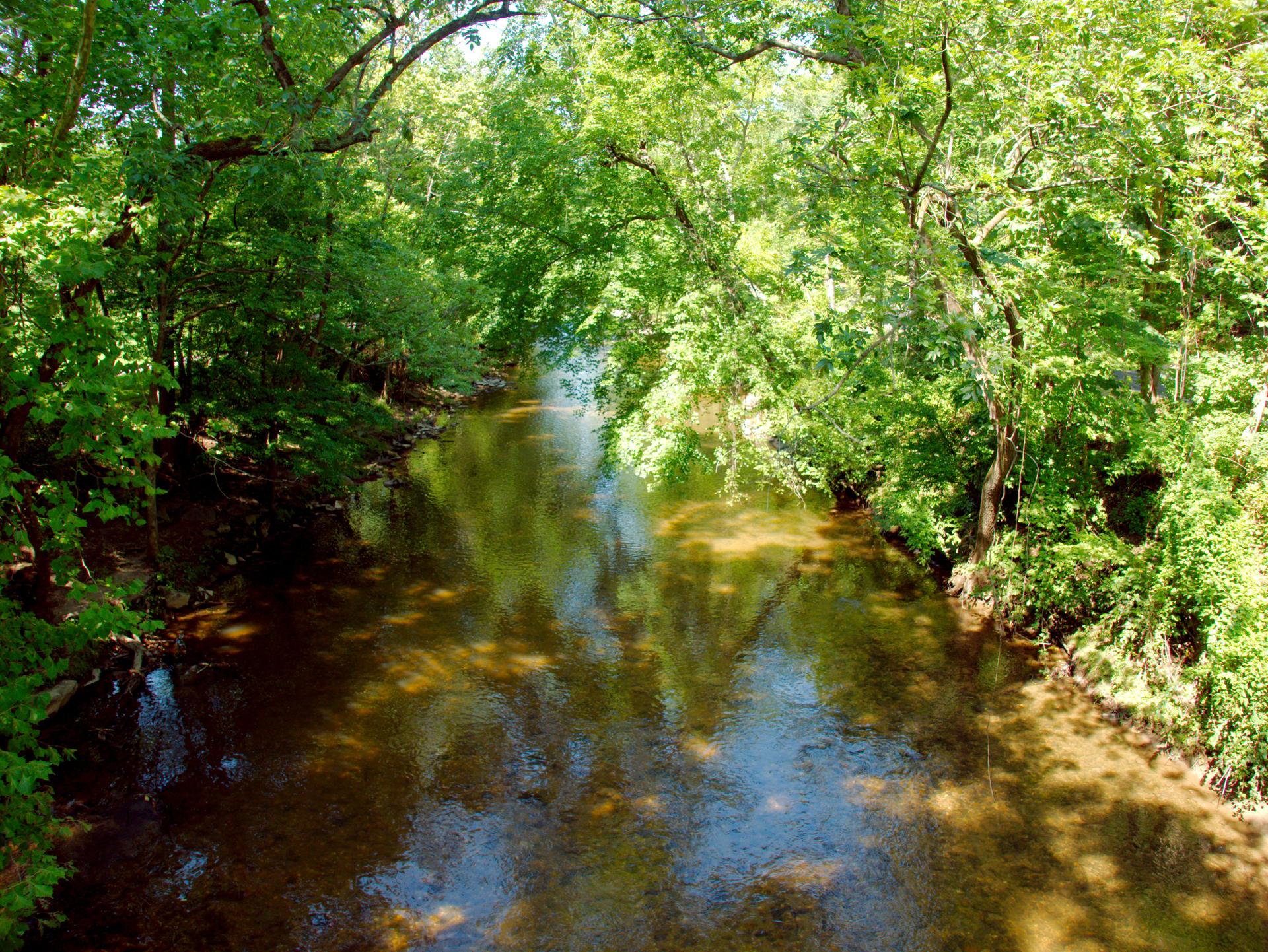 Clear river winding through lush green forest with dappled sunlight.