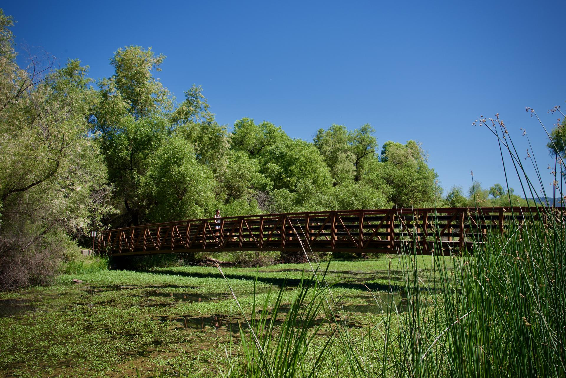 Sunny view of a long wooden bridge spanning green water, surrounded by lush trees.