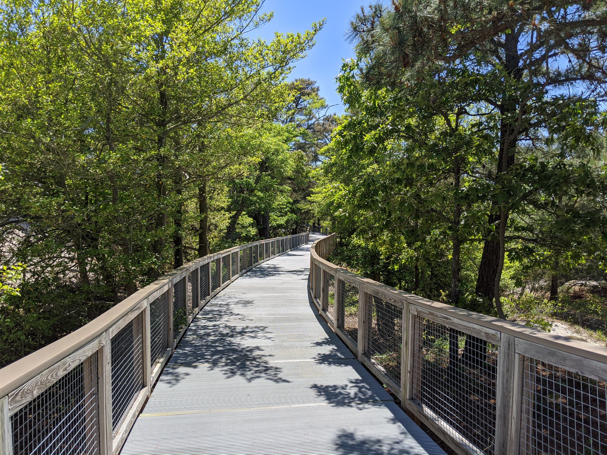 A long wooden boardwalk with railings curves through a lush green forest. - Delaware Bicycle Route 1 and Georgetown-Lewes Trail Loop