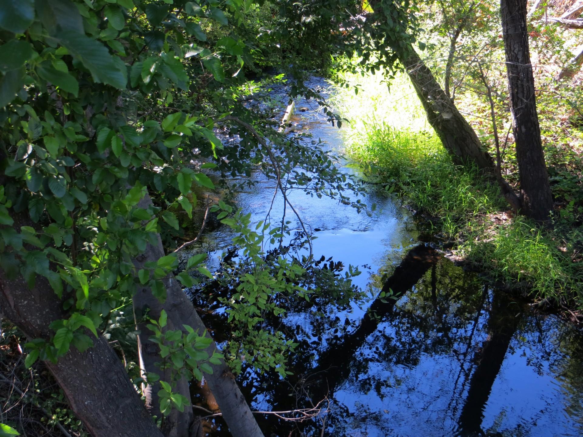 A sunlit stream flows through a lush green forest with tree reflections on the water.