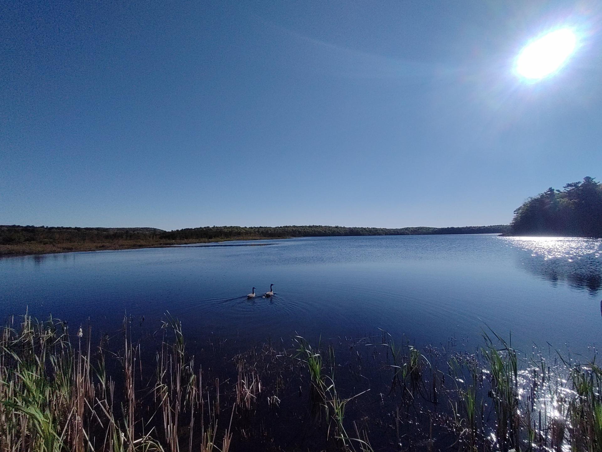 Two swans swim on a wide, sunny lake with reeds in the foreground.