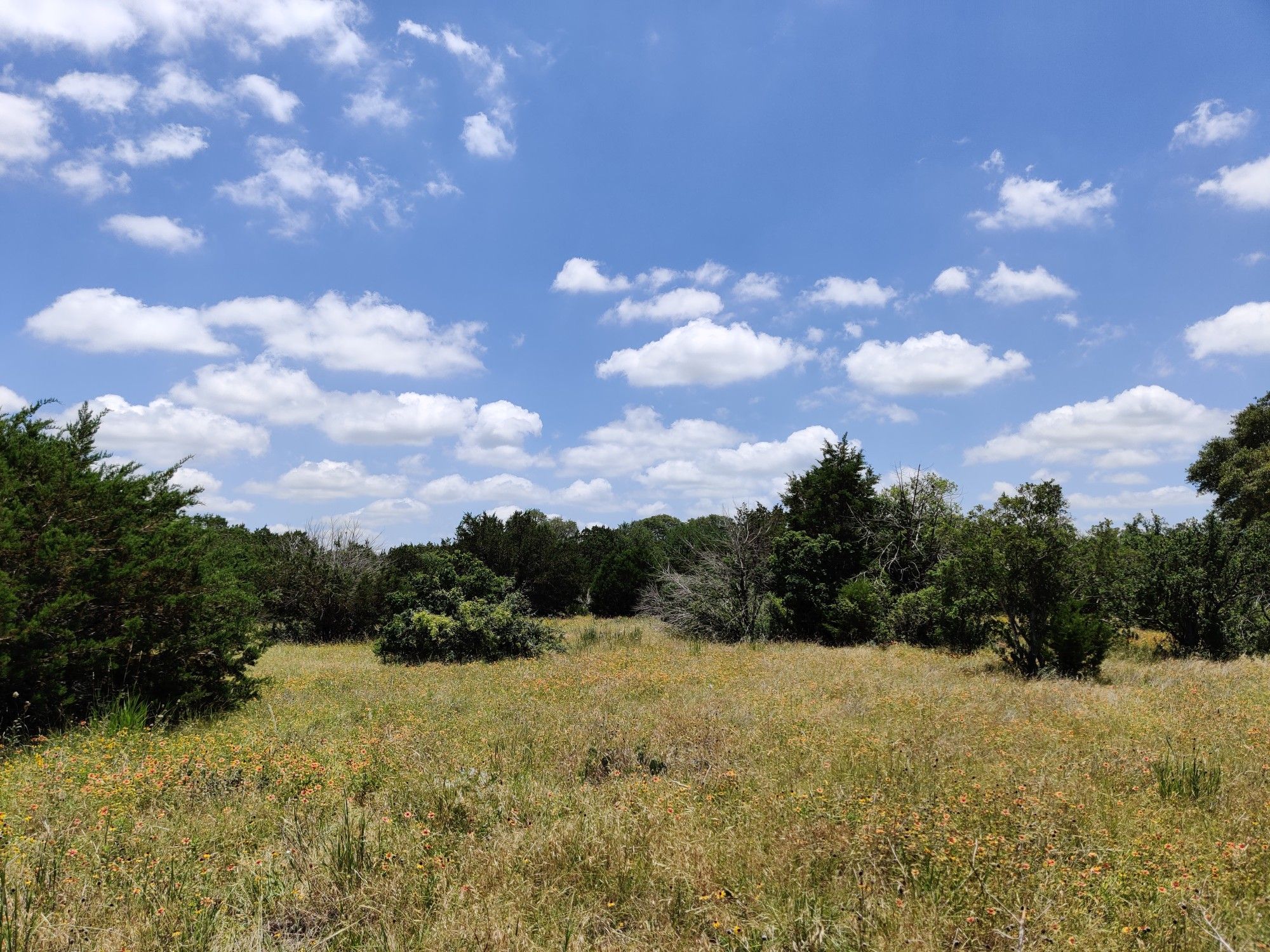 Sunny open grassy field with scattered trees under a blue sky. - Violet Crown Trail: Convict Hill to Wildflower Center