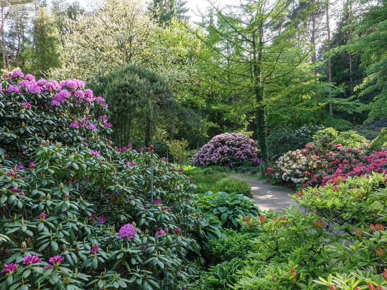 rhododendron pflanzen torf NeudoHum Rhododendron & Hortensien Erde main image 1