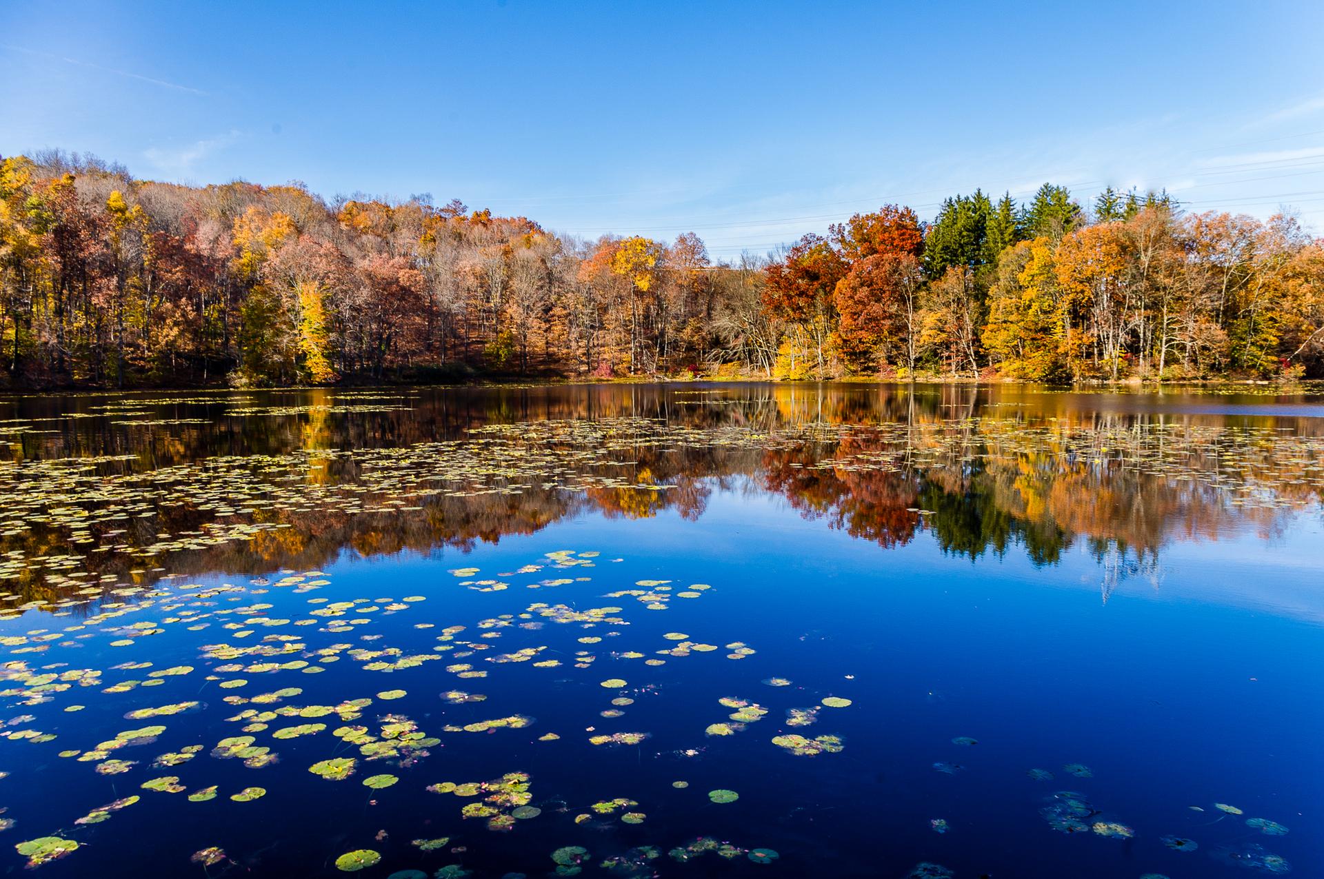 Vibrant autumn trees reflect in a calm lake with lily pads under a clear blue sky.