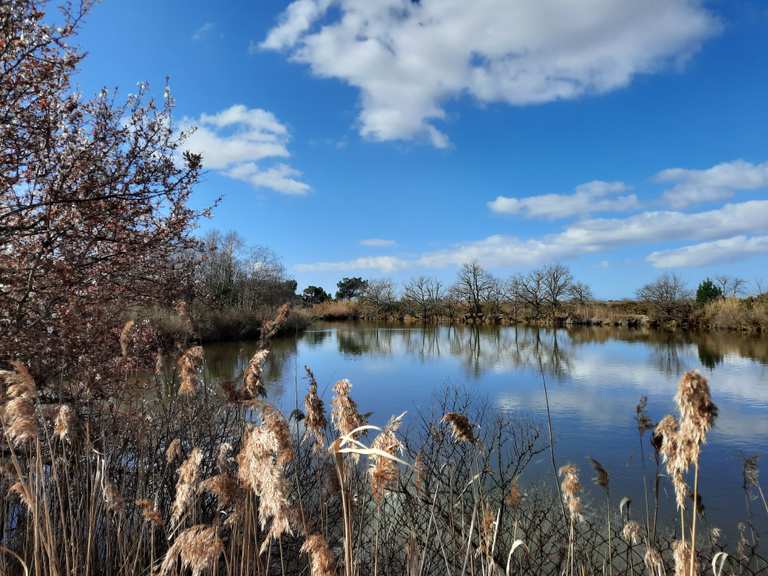 Réserve Ornithologique du Teich et Port de Biganos boucle dans le