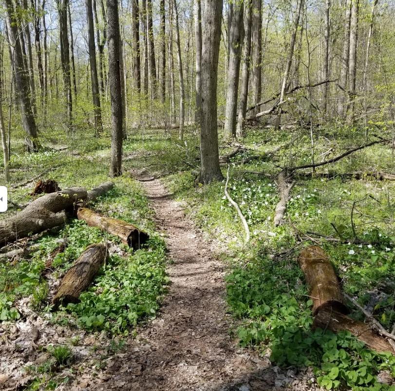 A winding dirt path through a sunlit forest with tall trees and wildflowers.