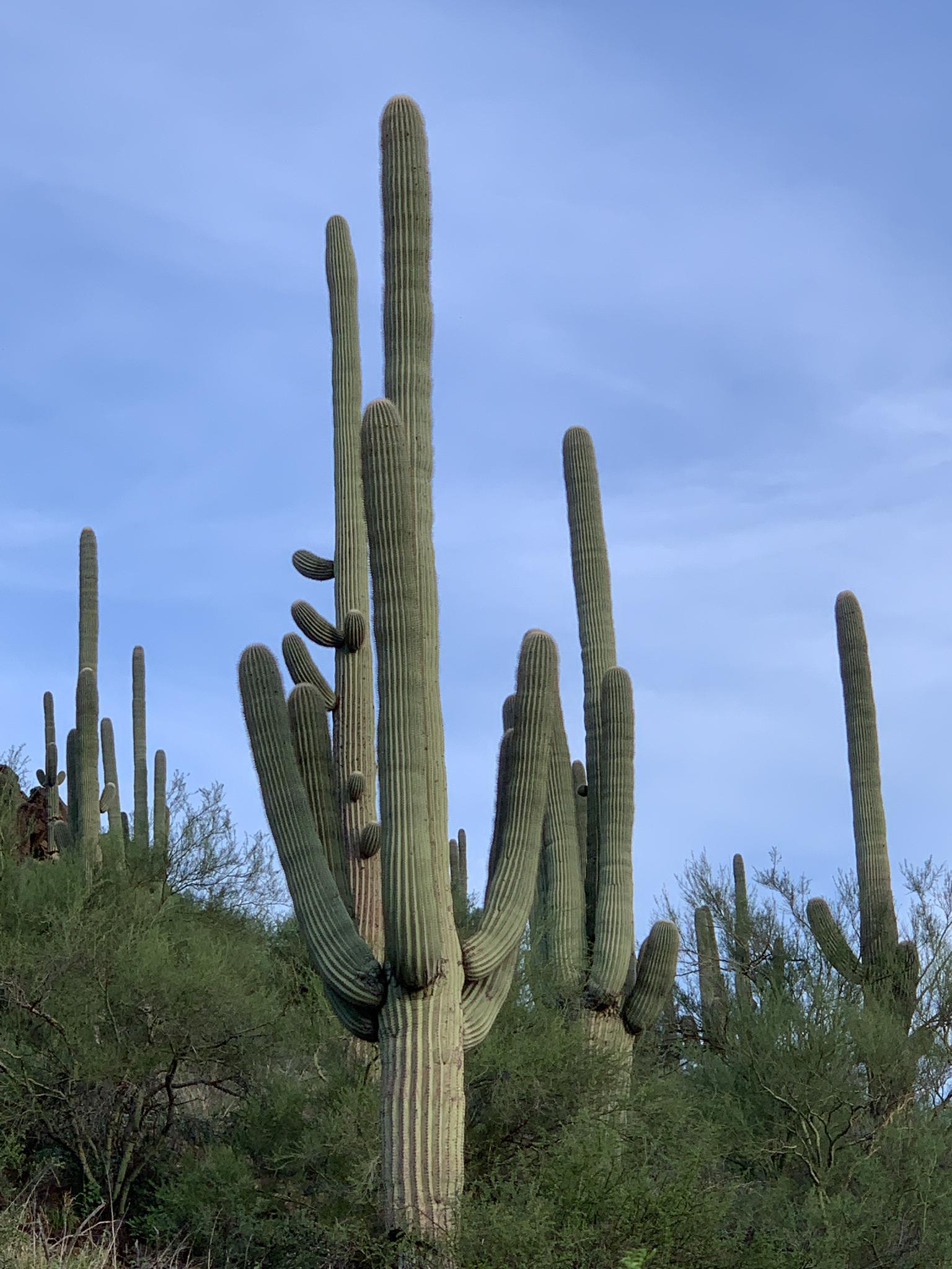 Tall saguaro cacti stand on a desert hillside under a bright sky.