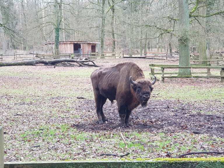 Wildpark Dünnwald: Touren und Karten | komoot