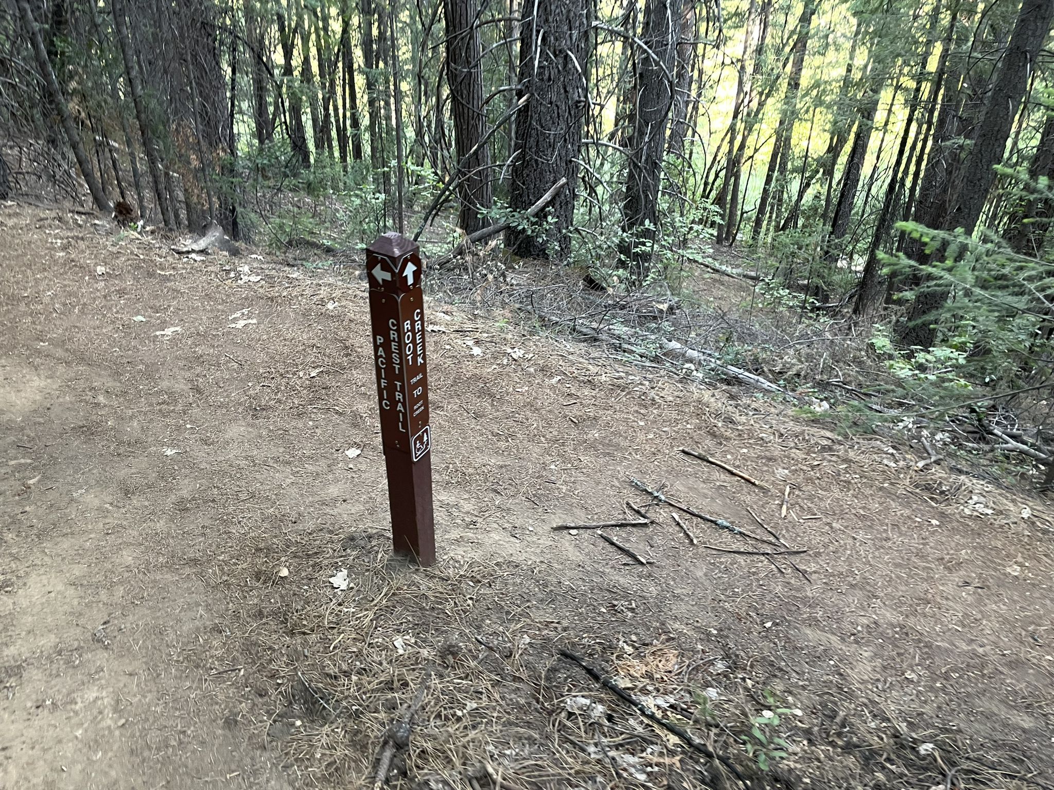 Brown trail marker post on a dirt path in a dense, sunlit forest. - Root Creek Trail