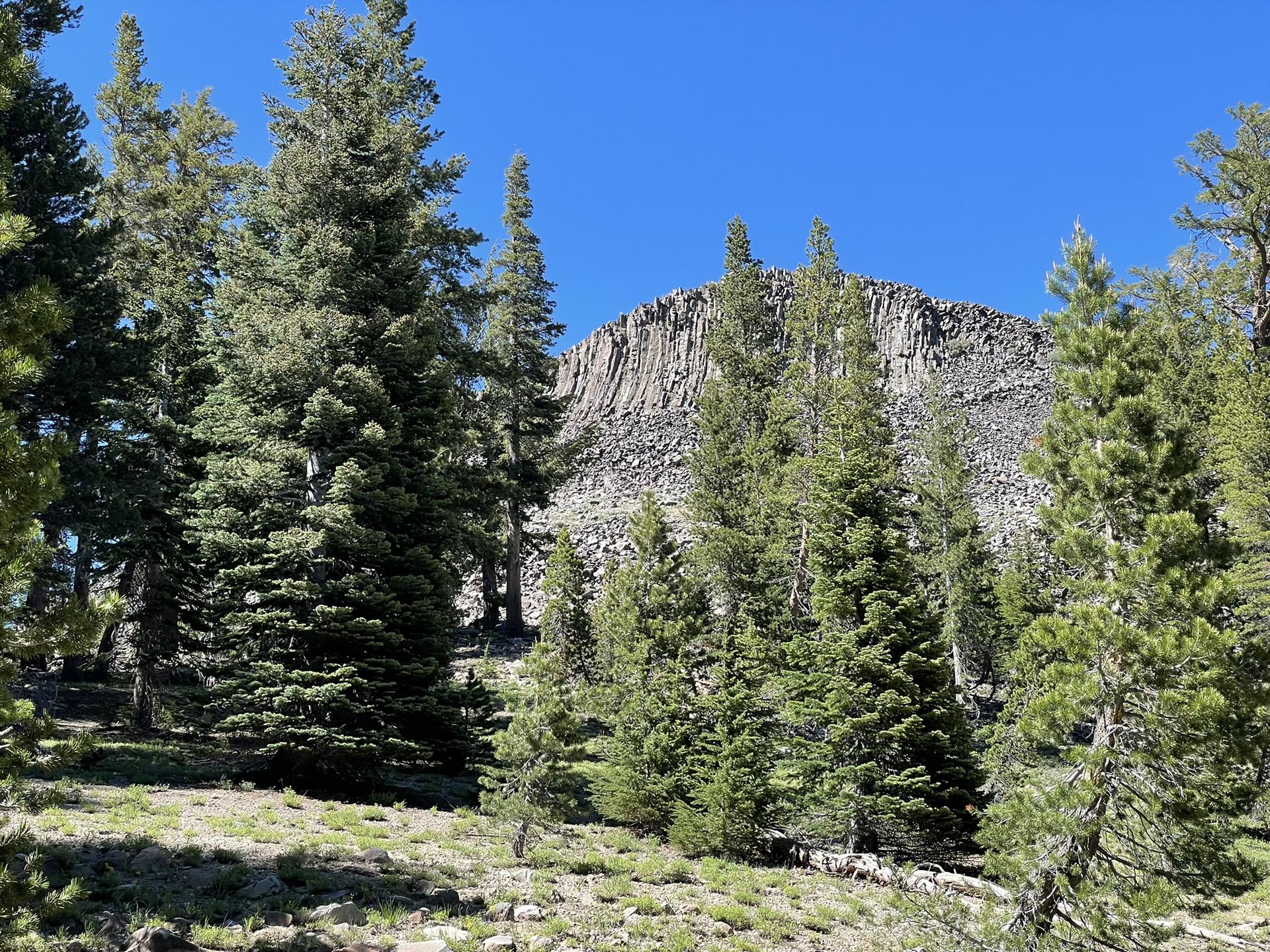Tall pine trees stand before a towering, rugged rock formation under blue sky.