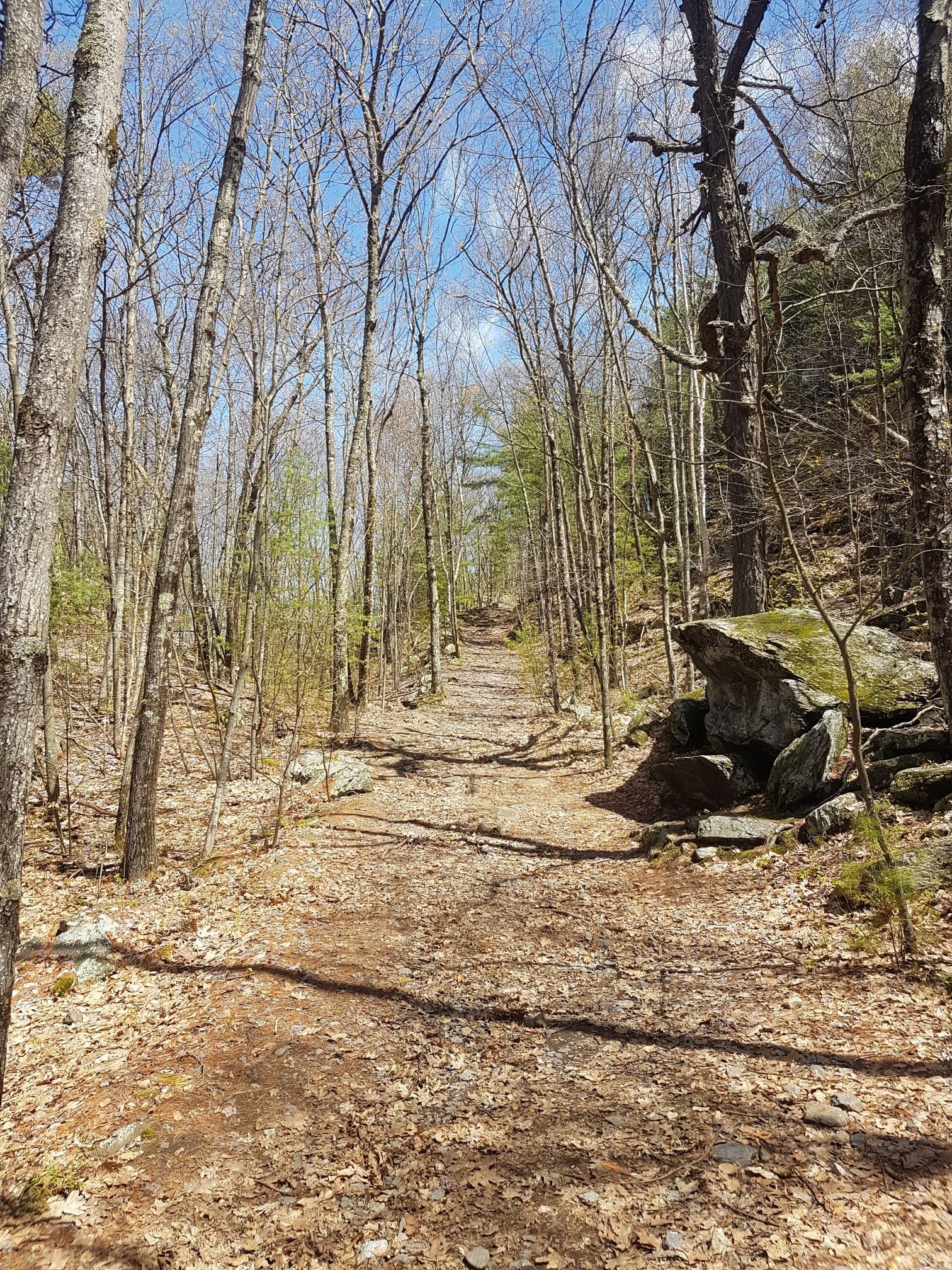 Sunny dirt path through a forest with bare trees and fallen leaves. - Wantastiquet River Trailhead – Wantastiquet Trailhead loop from Brattleboro