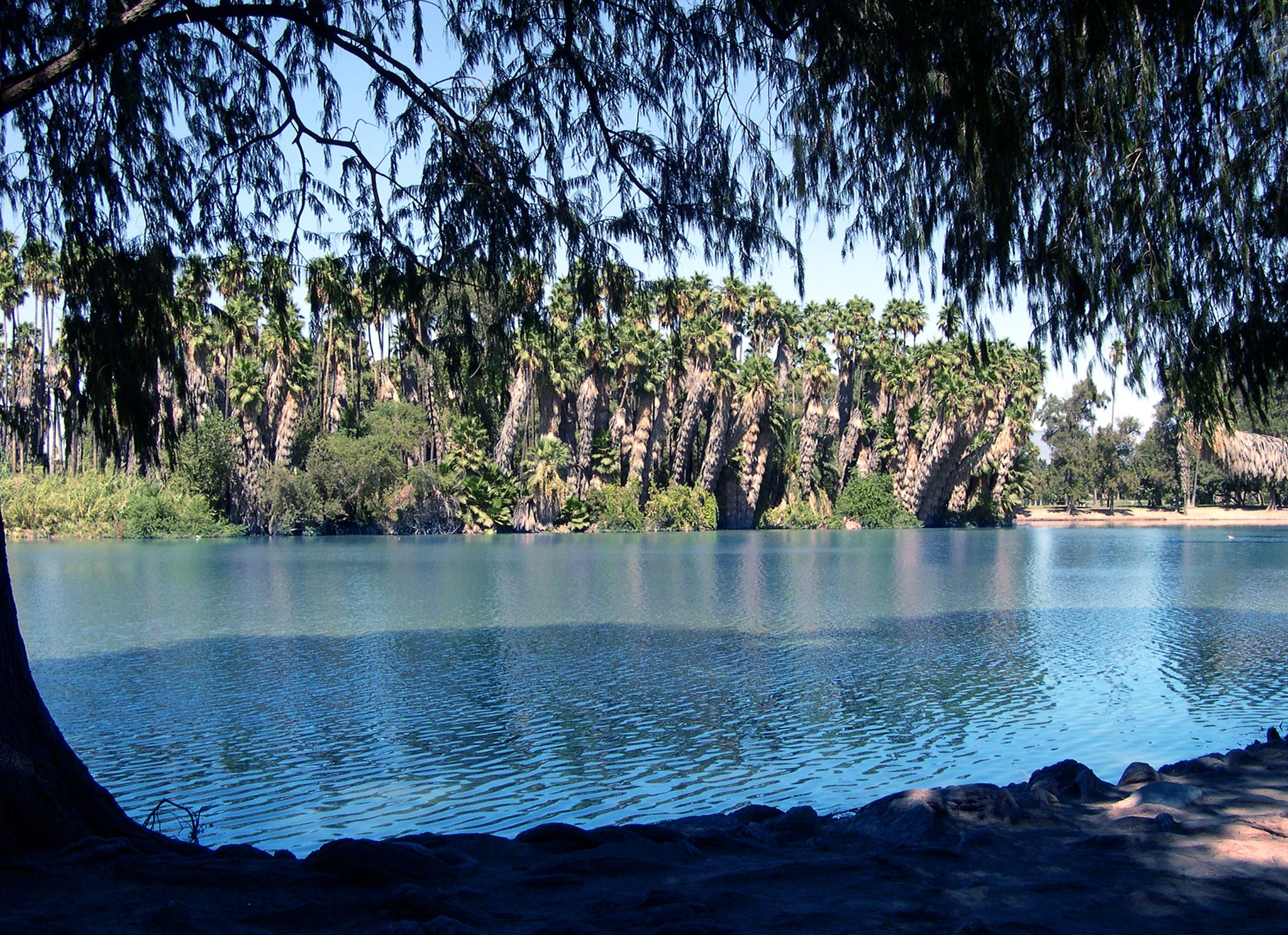 Blue lake with a distant line of palm trees, framed by dark overhanging branches. - Santa Ana River Trail