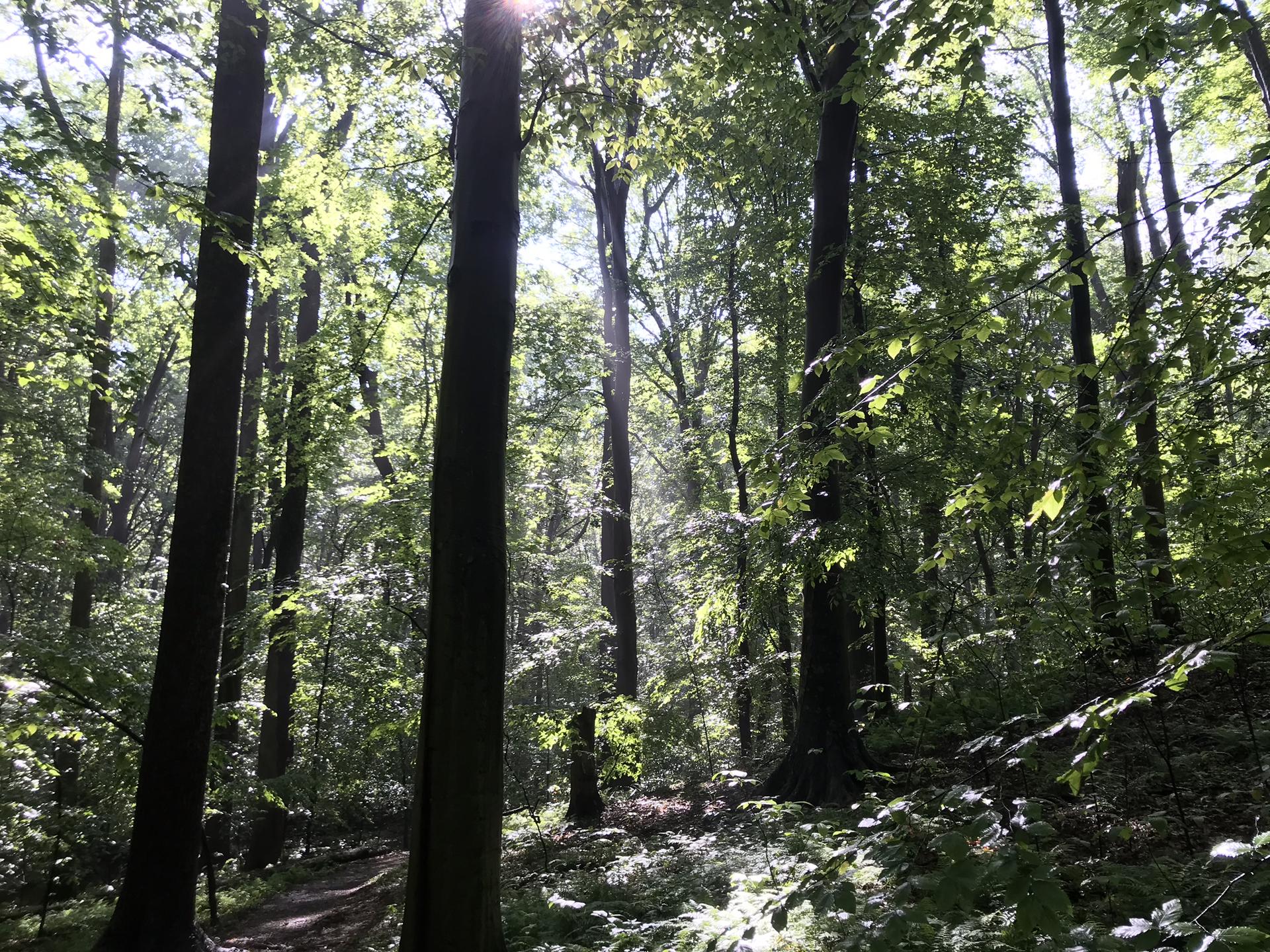 Sunlight filters through tall trees, creating dappled light on the forest floor.