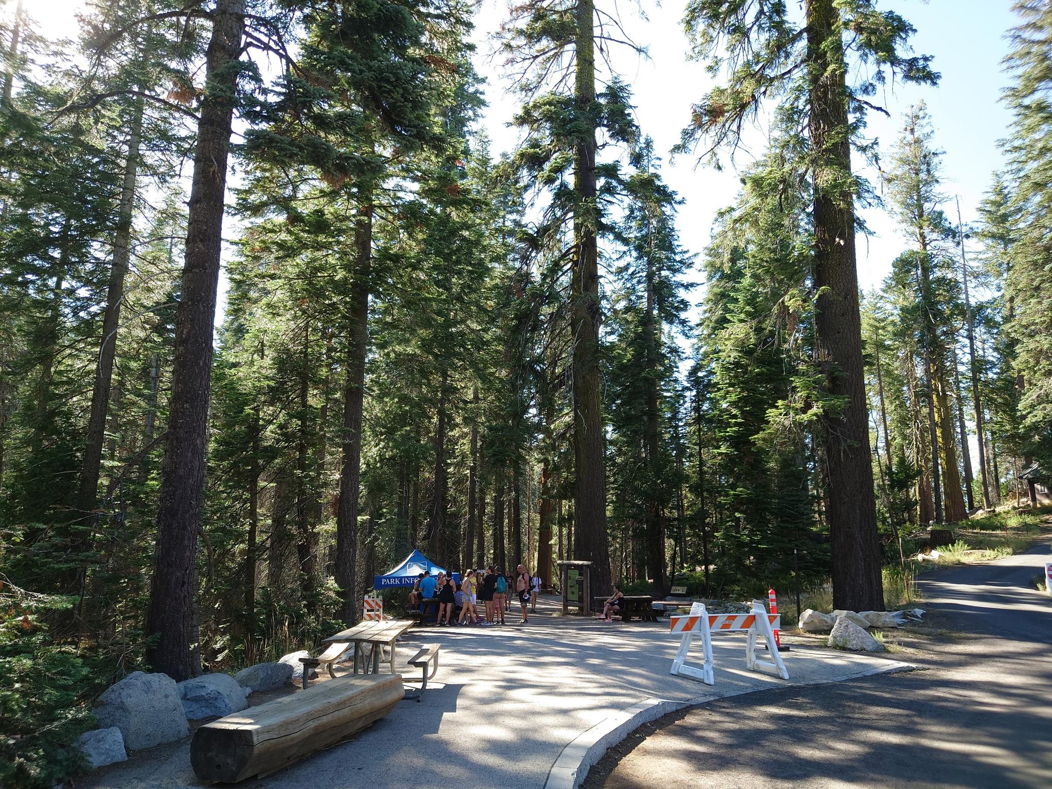 People gather under a blue tent in a sunny forest clearing with tall trees.
