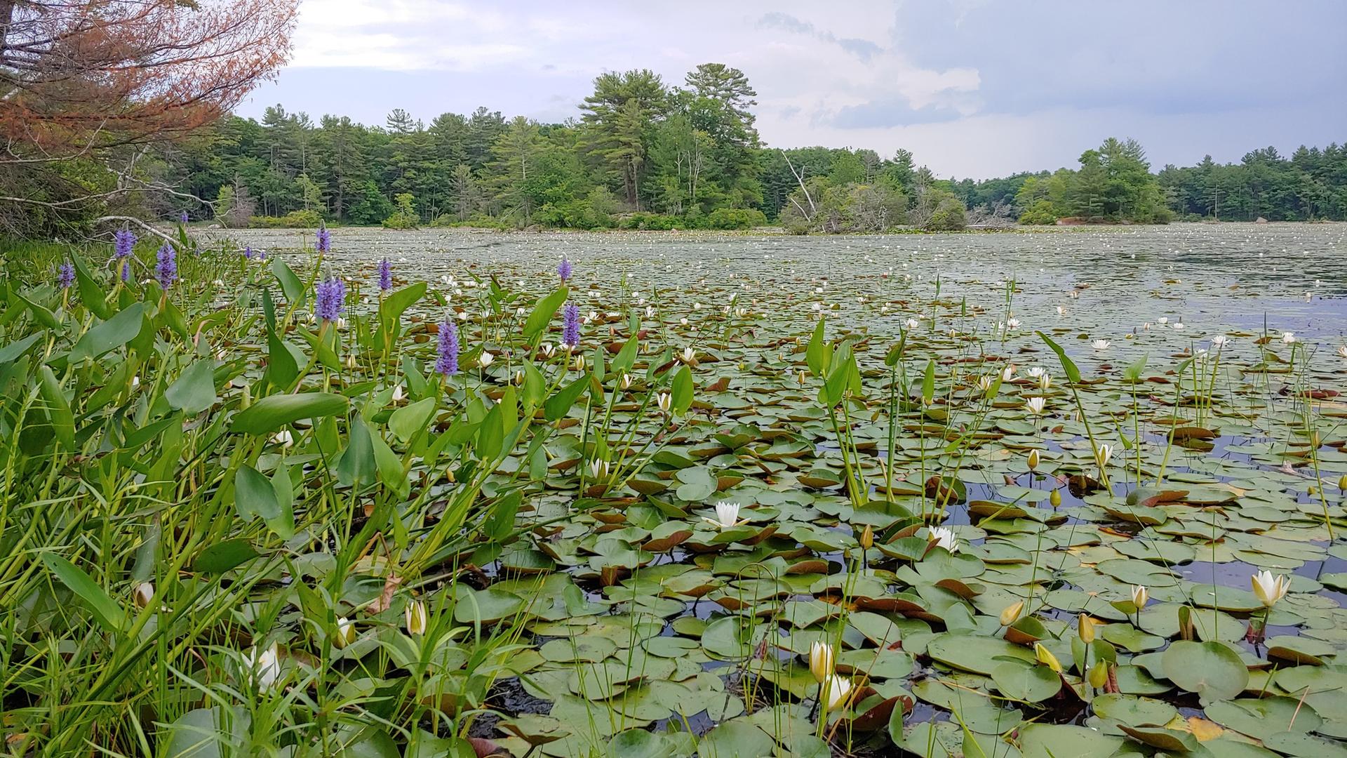 Lake covered in green lily pads and purple pickerelweed under an overcast sky.
