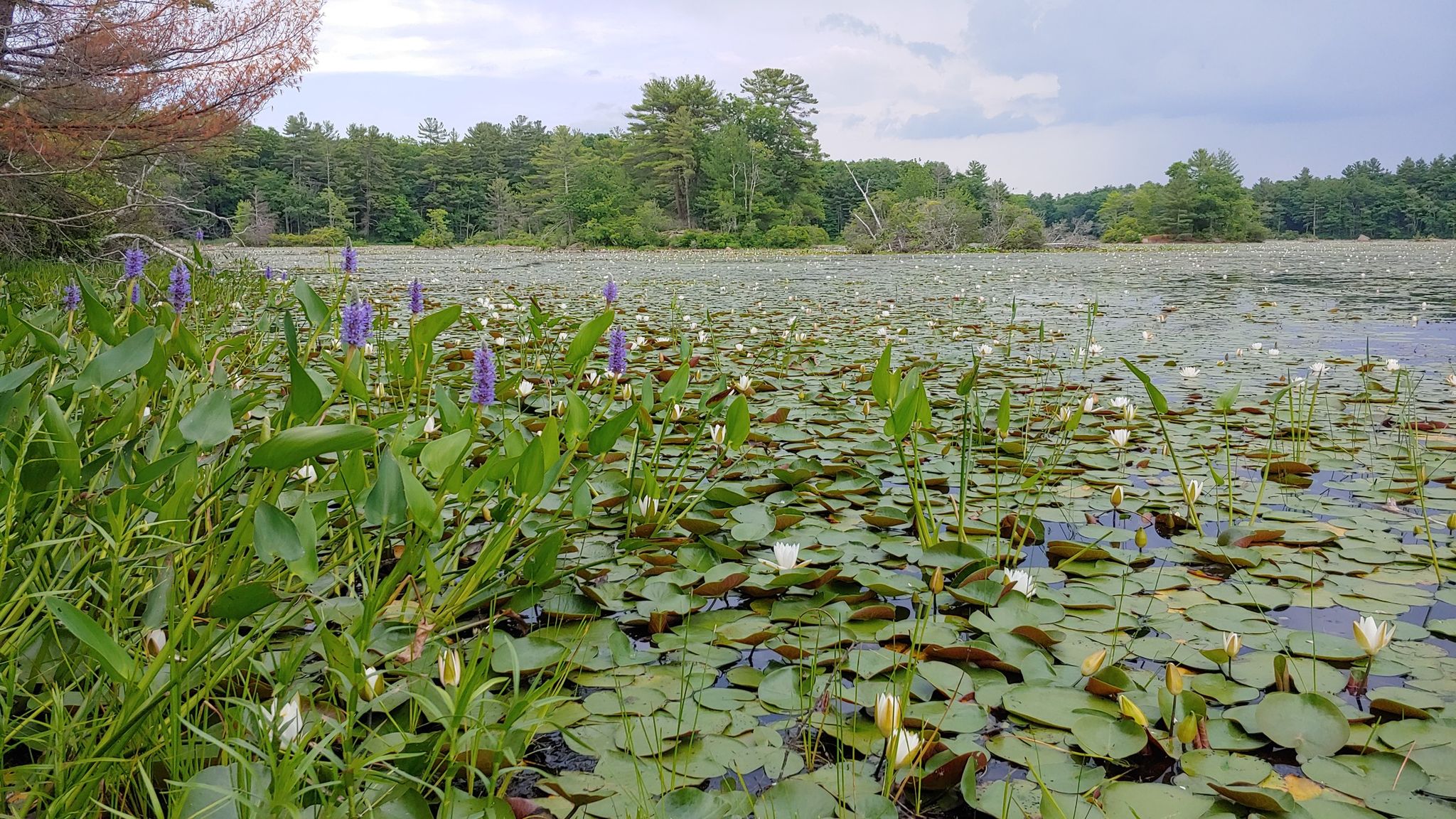 Lake covered in green lily pads and purple pickerelweed under an overcast sky. - Salem Pond Outer Loop