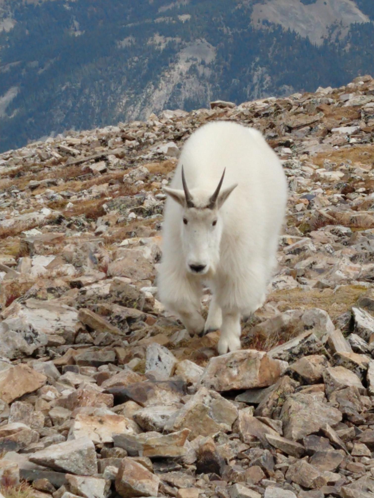 A white mountain goat stands on a rocky, barren slope.