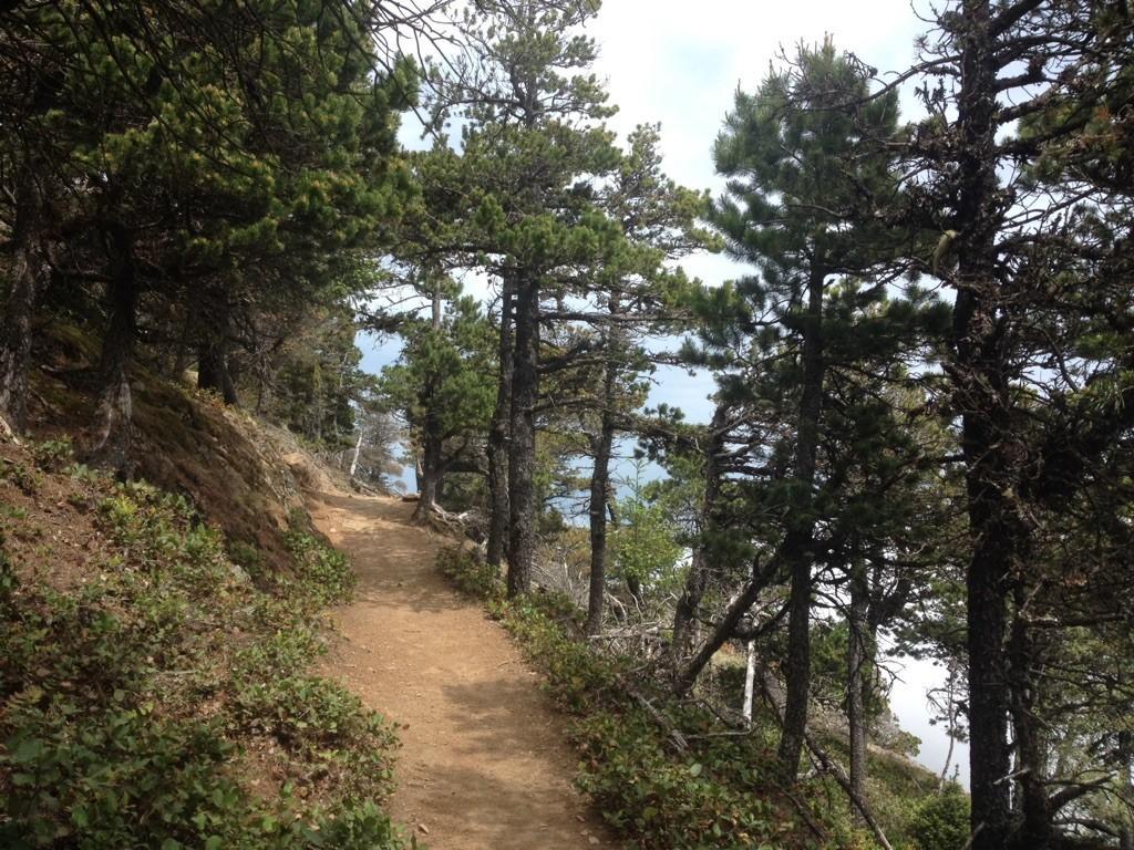 A winding dirt trail through a forest of tall pine trees.