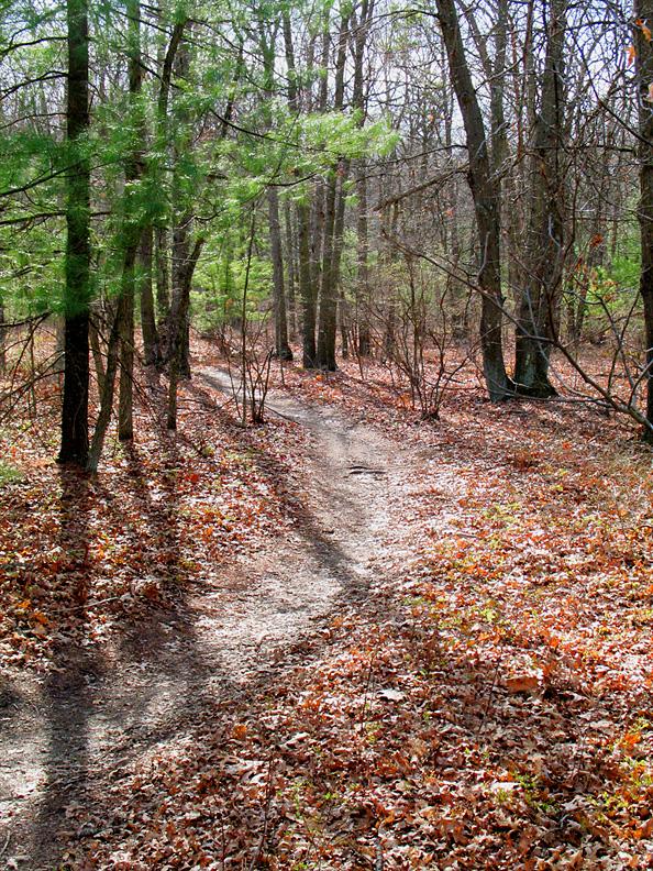 Sunny forest path covered in brown leaves, surrounded by trees.