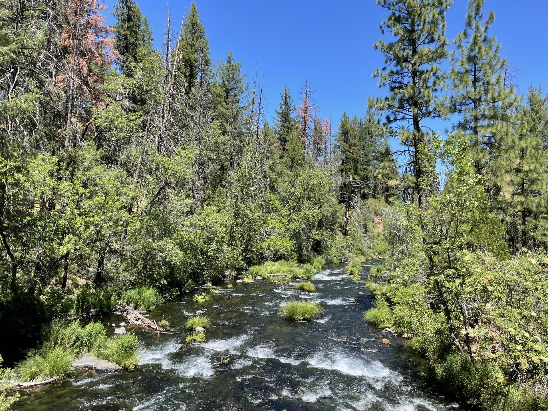 A fast-flowing river with rapids winding through a dense green forest.