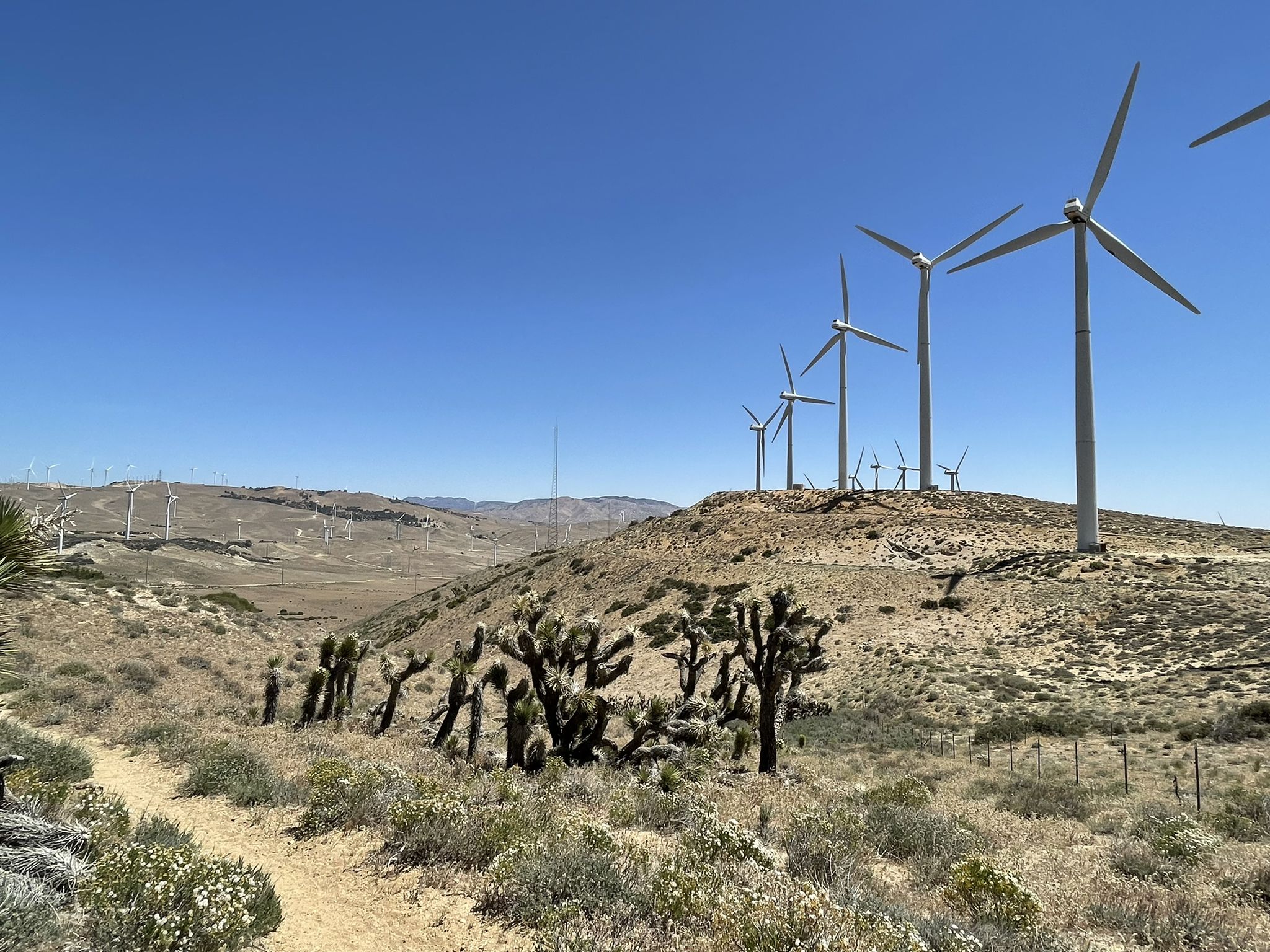 Joshua trees and wind turbines on a dry hill under a bright blue sky. - Pacific Crest Trail South via Tehachapi Willow Springs Road